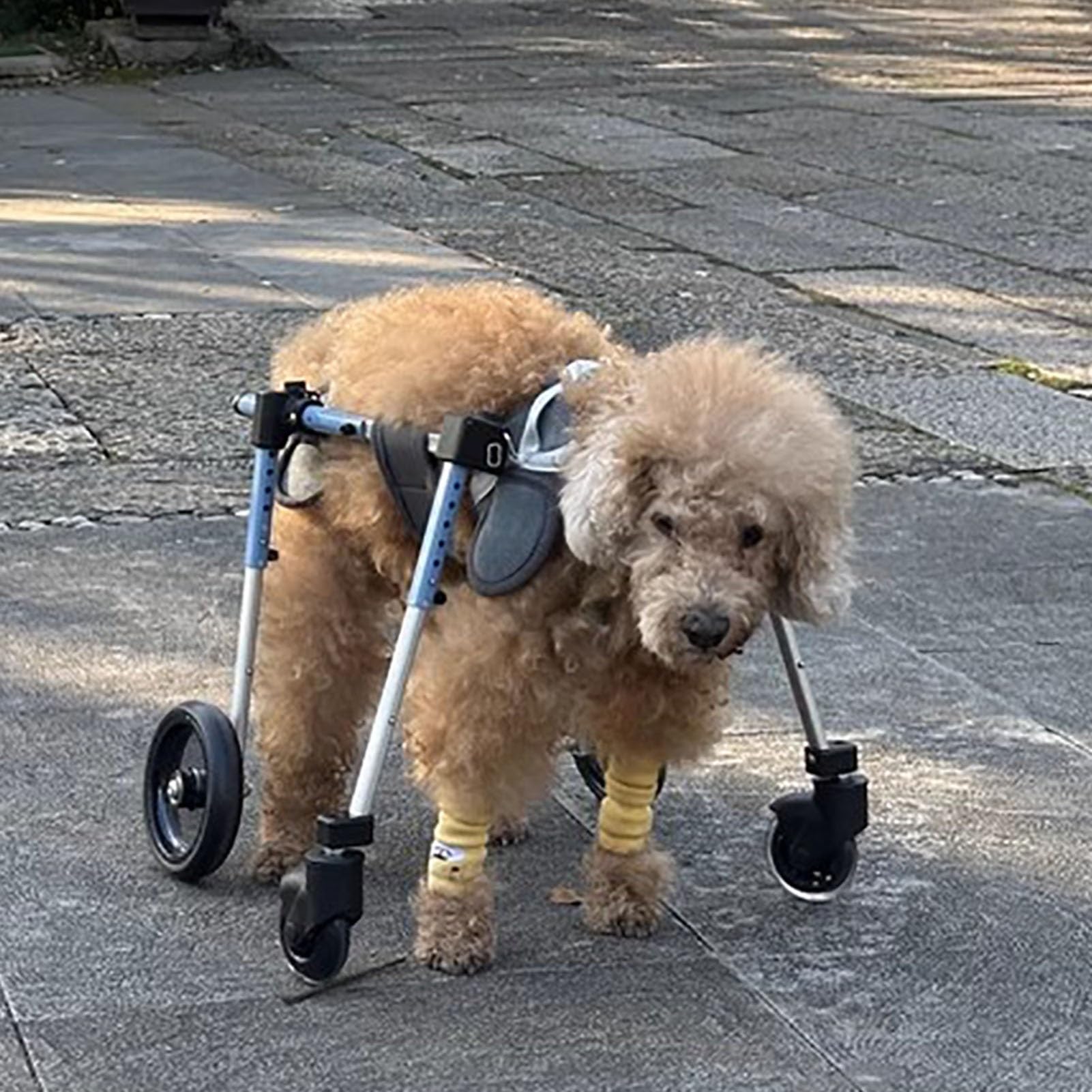 Silla de ruedas para perros con artrosis: carrito de soporte trasero