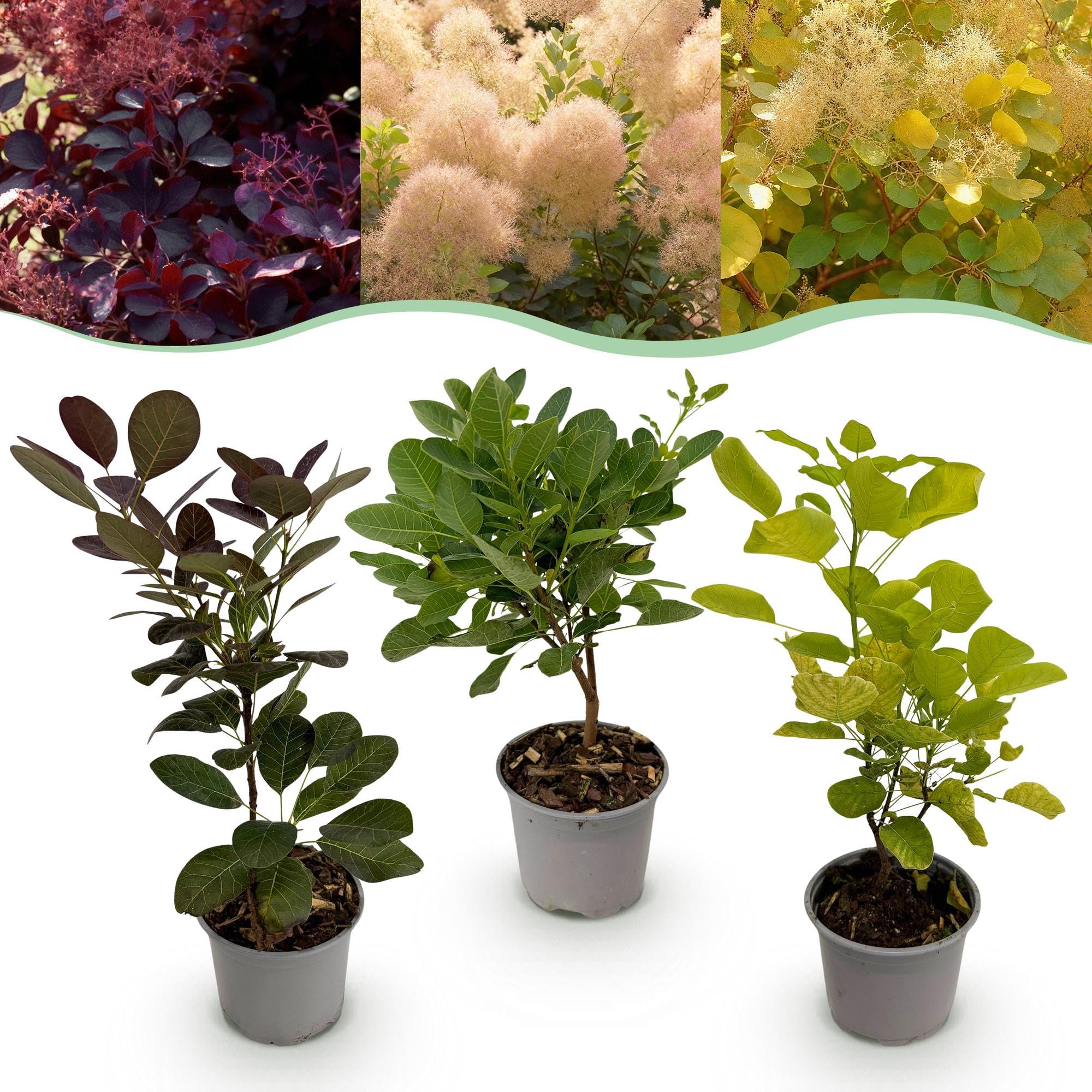 Krzew peruki Cotinus coggyria Tricolour – 3 rośliny – 12 cm – wysokość ok. 35 cm – łatwy w pielęgnacji krzew w kolorze fioletowym, zielonym i żółtym