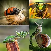 Vista 3 de Extensión de tubo de lente macro para Canon DSLR, Micnova KK-C68 Pro Juego de tubos de extensión macro de enfoque automático para cámaras