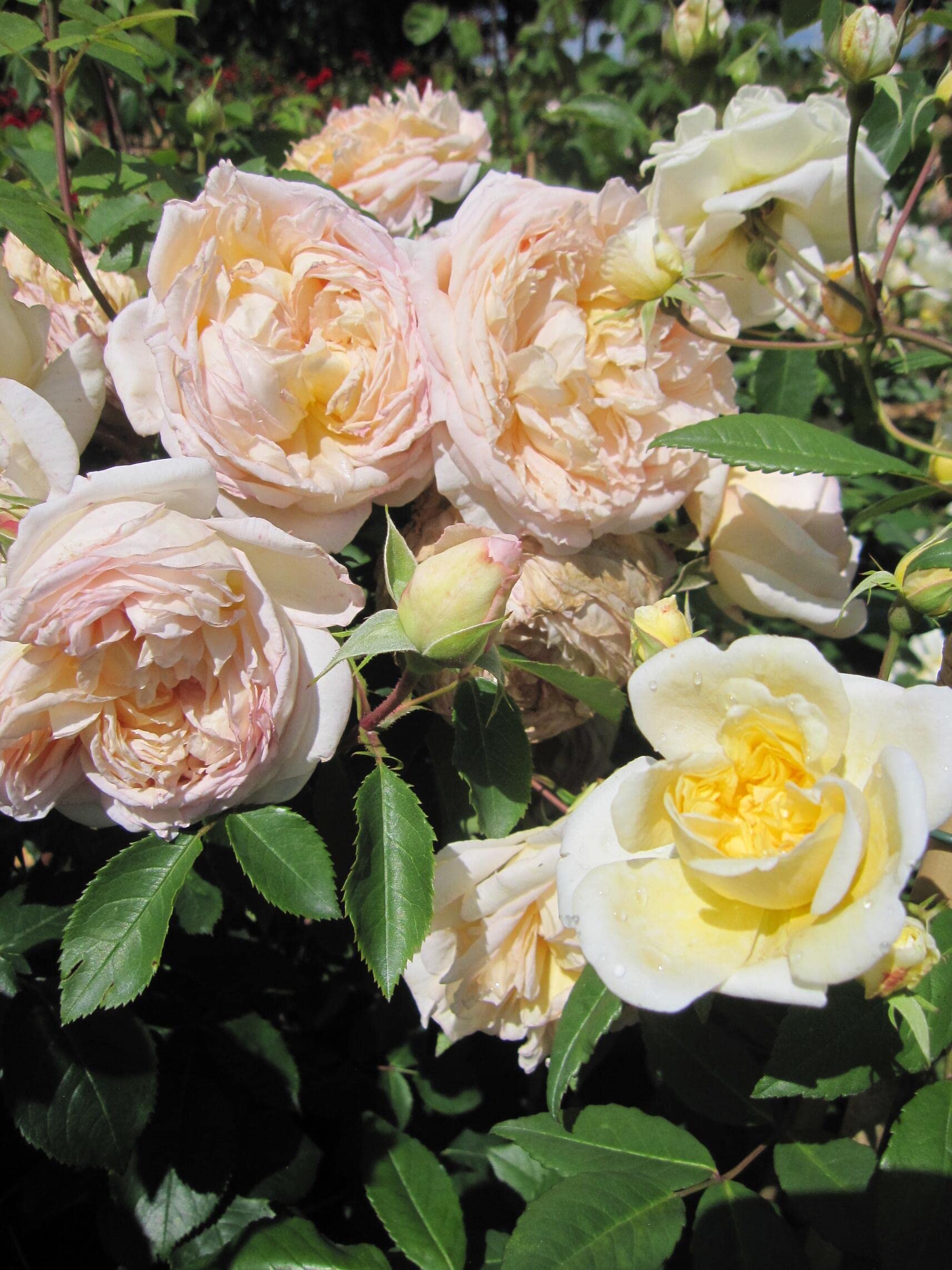 Rosa Bathsheba ® - Englische Rose - David Austin Rose - Kletterrose
