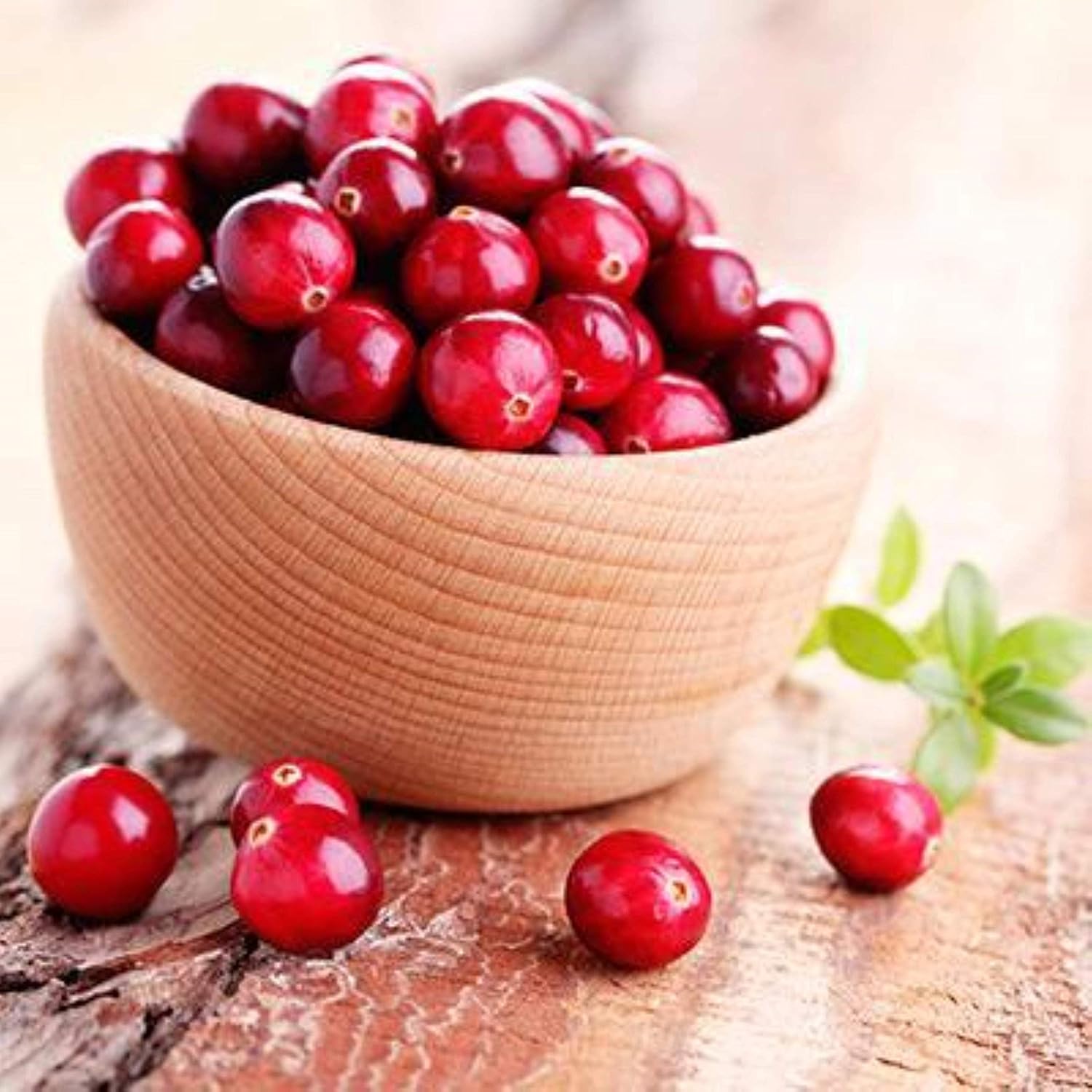 1 Plant Stevens Cranberry (Vaccinium Macrocarpon) 1 Year Old