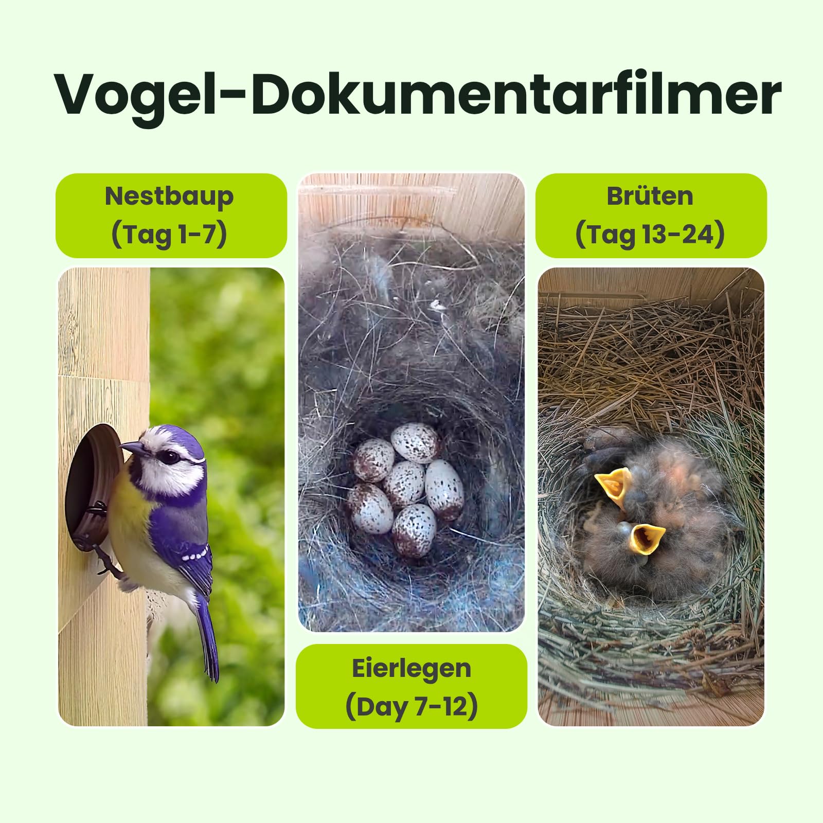 Birdfy Smart Vogelhaus mit Doppelkamera für Live Vogelbeobachtung, 1080P Bambus Nistkasten mit Kamera, Nachtsicht, KI-Verhaltensanalyse mit Benachrichtigungen & automatischen Aufnahmen