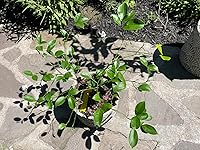 Review Image by mculling