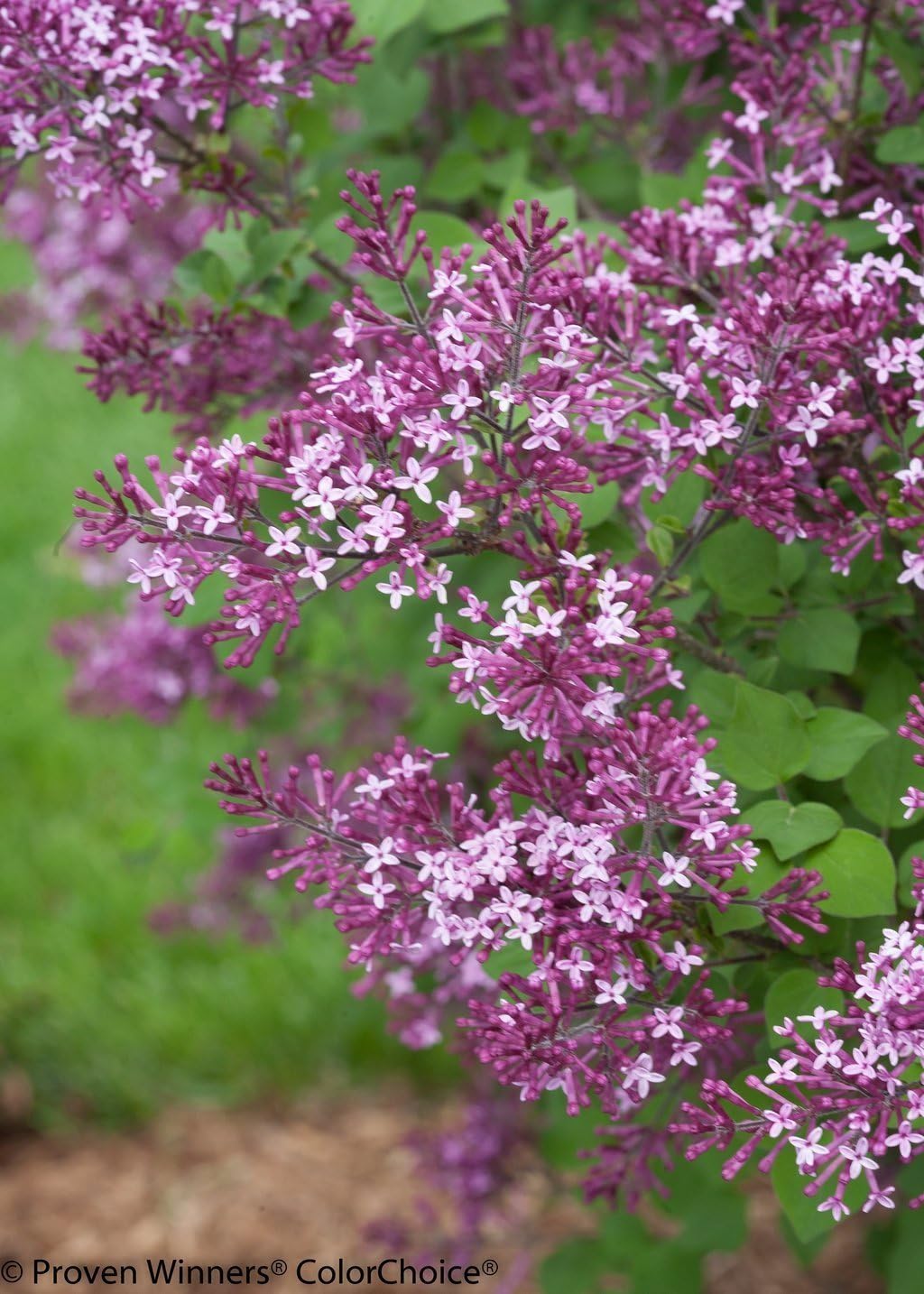 Proven Winners - Syringa x Bloomerang Dark Purple (Reblooming Lilac) Shrub, dark purple flowers, #2 - Size Container
