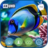 Oasis de méditation sur votre tablette: Étendez l'ambiance sereine du corail à vos tablettes, en veillant à ce que la tranquillité soit toujours à portée de main – avec un achat unique pour une vie de méditation.