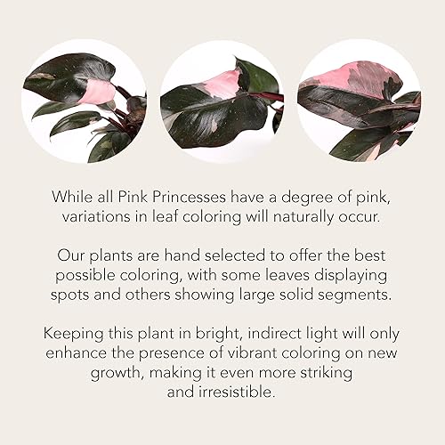 Miniatura 6 de Wild Interiors - Filodendro rosa princesa en cerámica rosa mate, planta rara, planta de interior viva, hojas abigarradas, totalmente enraizadas,