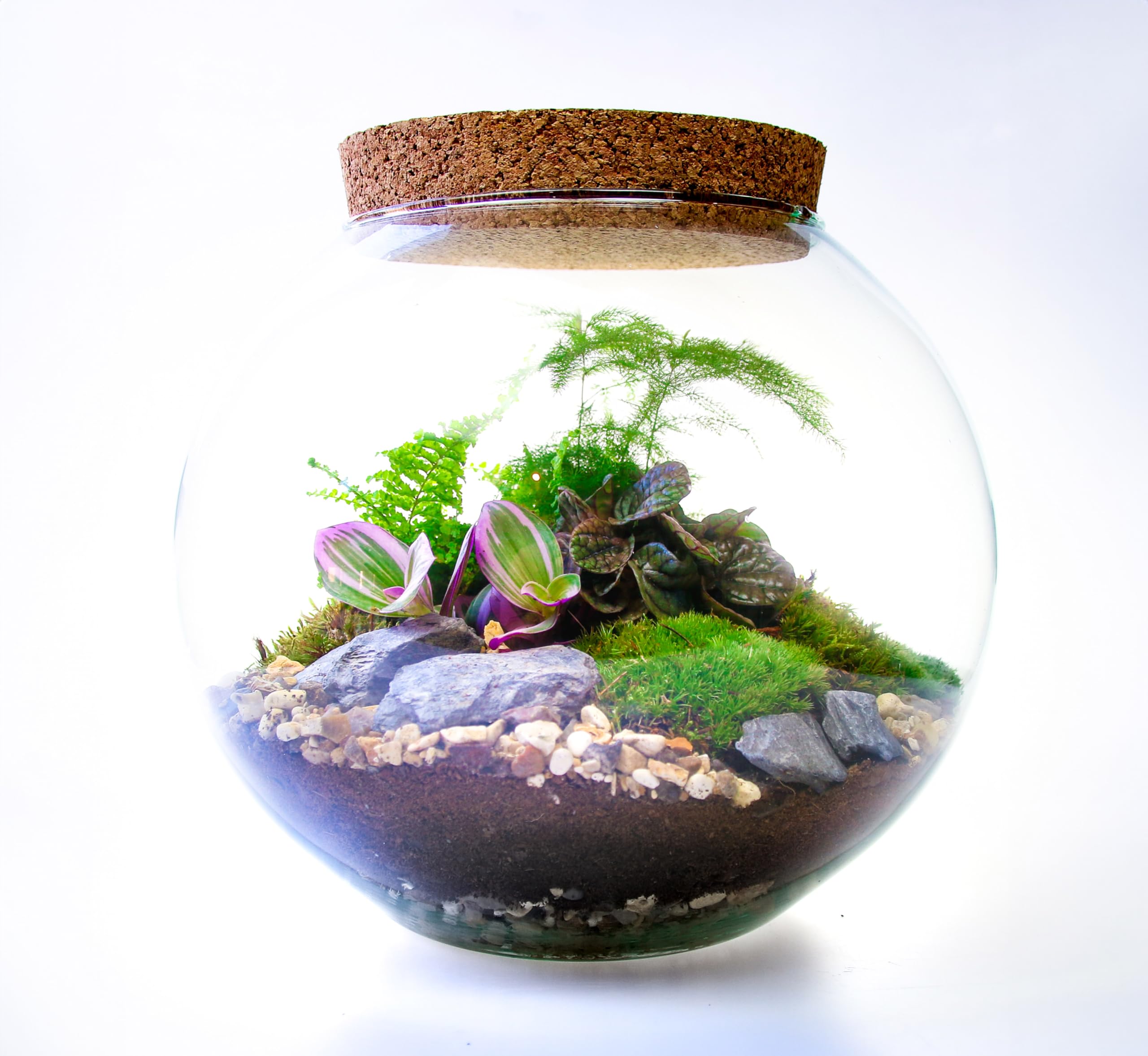 Large Glass Globe Terrarium with 4 Living Plants, Cushion Moss and Tool Set - The Ultimate Terrarium Kit