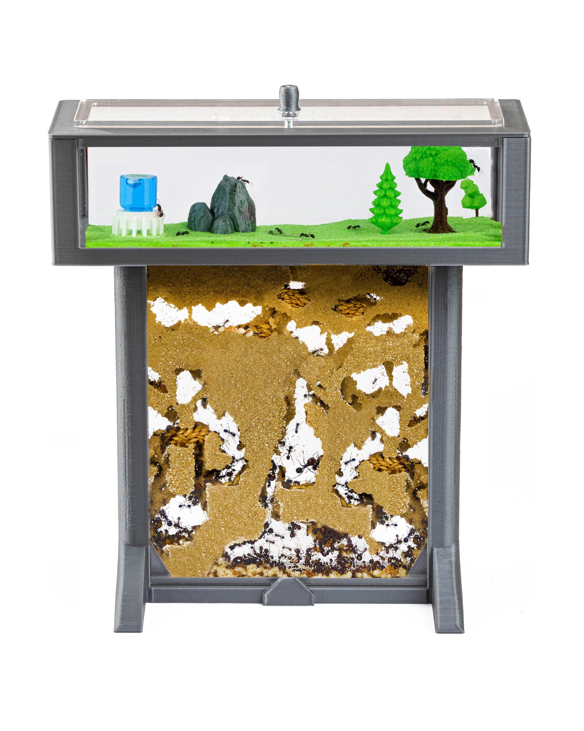 Anthouse.es - Kit Hormiguero Acrílico de Arena en Forma de T 3D - Sándwich y Caja de Forrajeo - Hormiguero con Hormigas Vivas Incluidas (Reina, Obreras, Huevos y Larvas) - Color Gris - 2