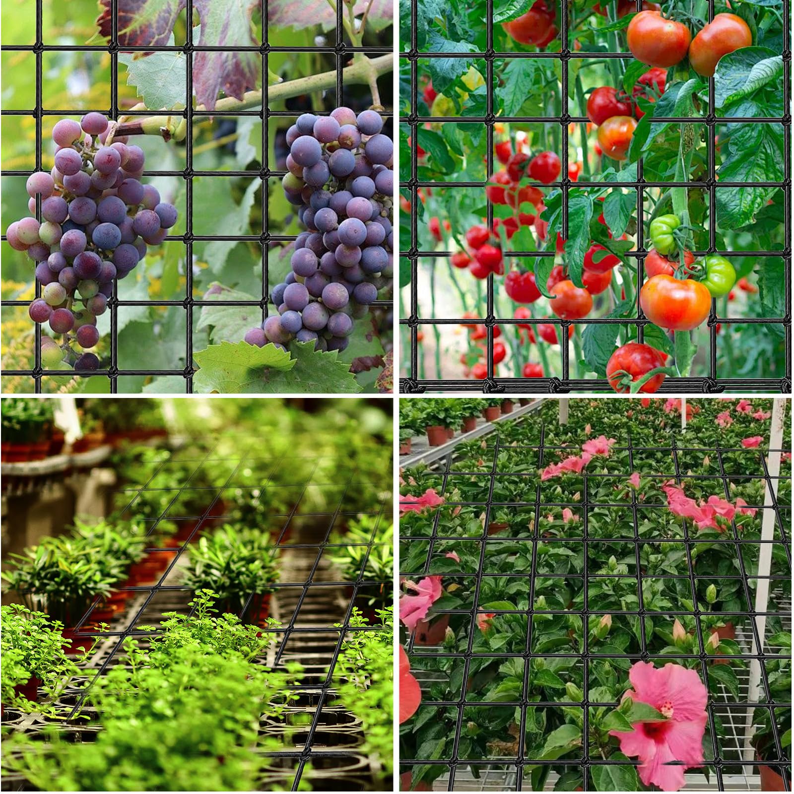 Scrog Netz Für Pflanzen – Elastisches Ranknetz 80x80 Cm, Mit 4 Haken, Für Kletterpflanzen, Gemüse & Blumen