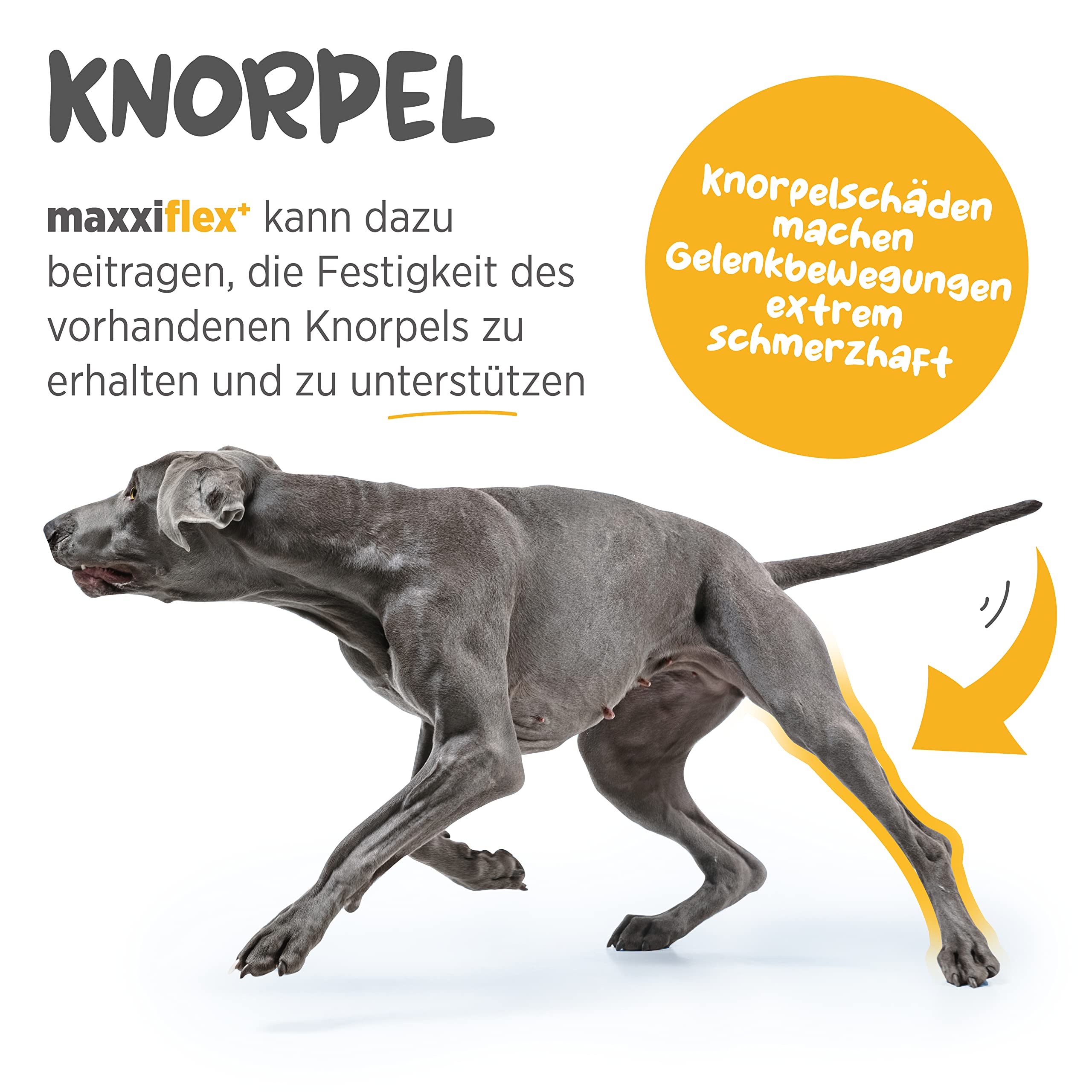 maxxiflex+ Gelenktabletten für Hunde – Teufelskralle, MSM, Glucosamin, Hyaluronsäure, Chondroitin, Bromelain, Kurkuma – 120 Stück