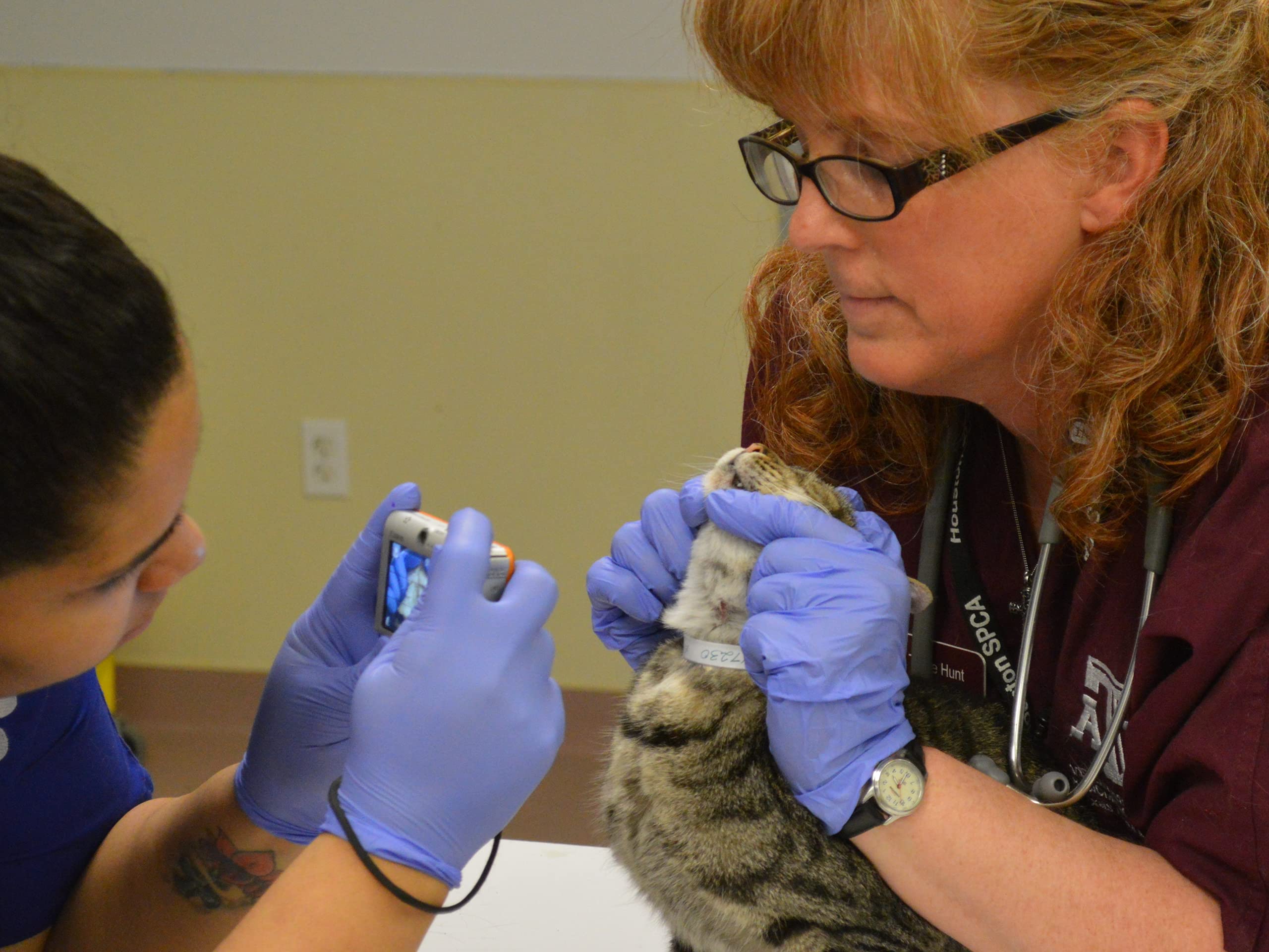 Watch Animal Cops Houston Season 9 Prime Video