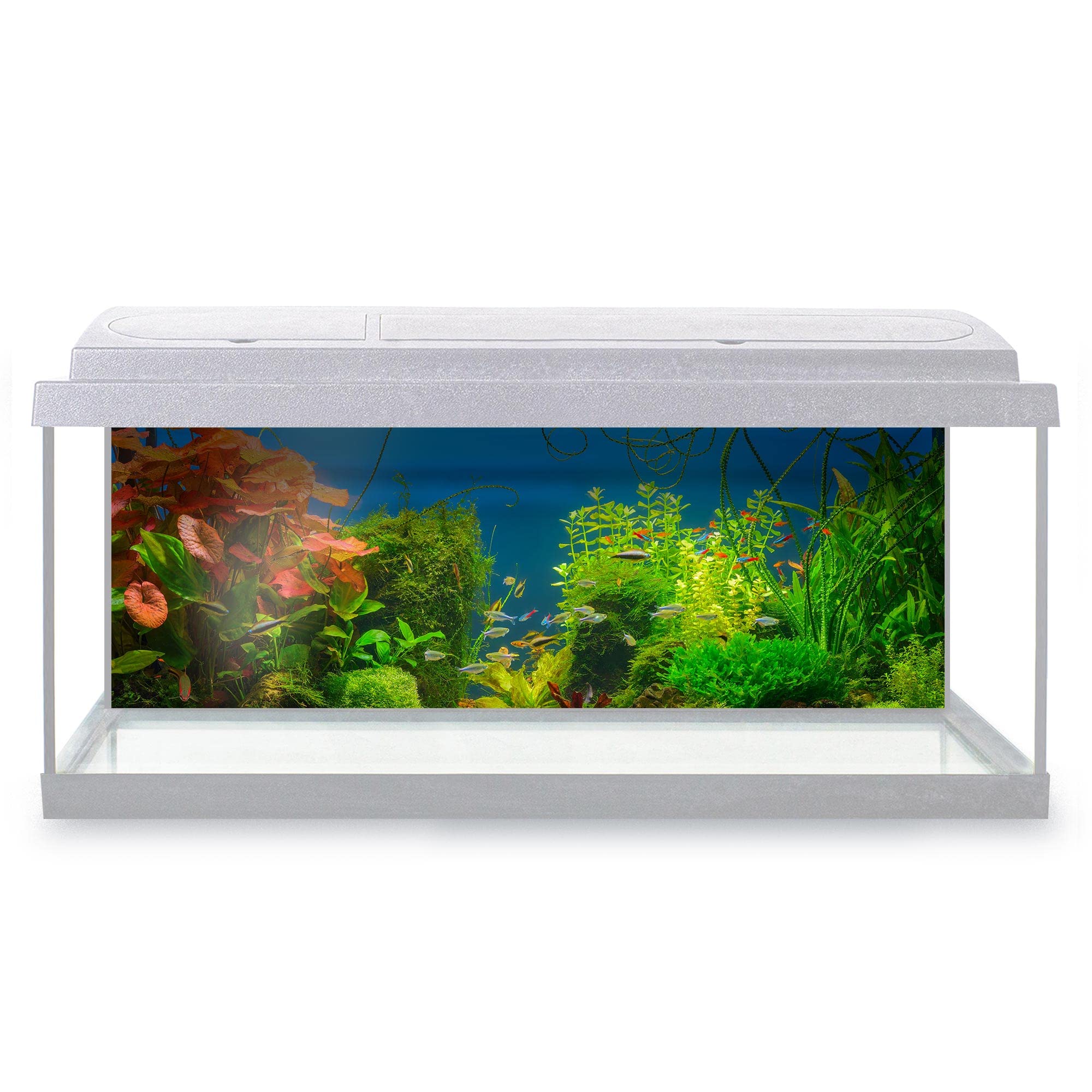 DV DESIGN Aquarium Fish Tank Background 92x32 cm - Underwater Jungle Tropical Fresh Water Dense Red Green Plants Different Fishes Static Cling Vinyl Vivarium Terrarium External Application #500006