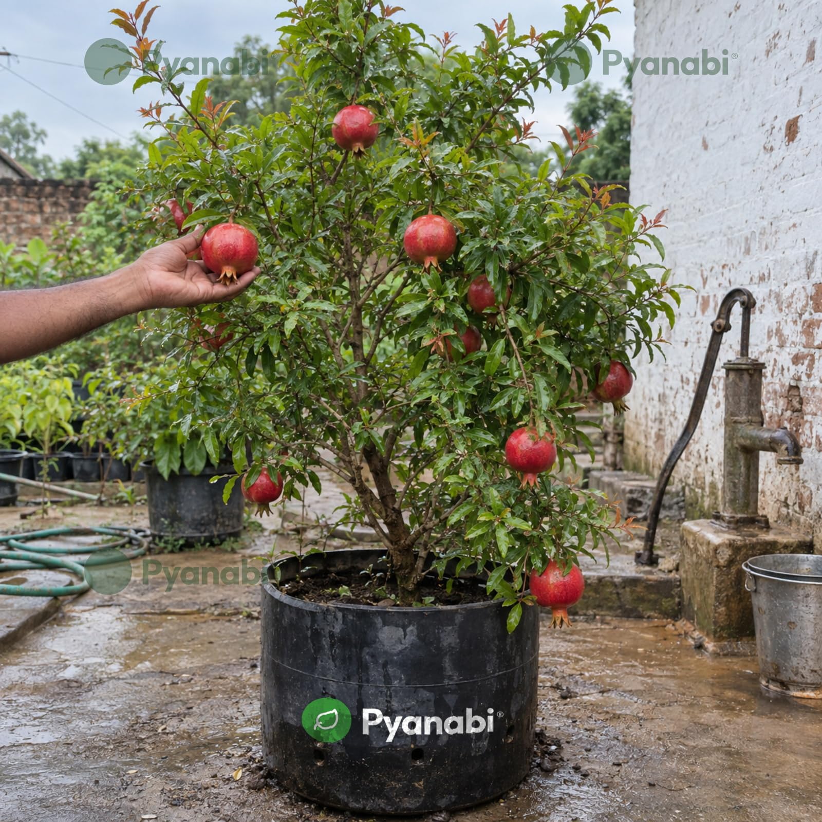 Pomegranate Plant - Grow Your Own! -2