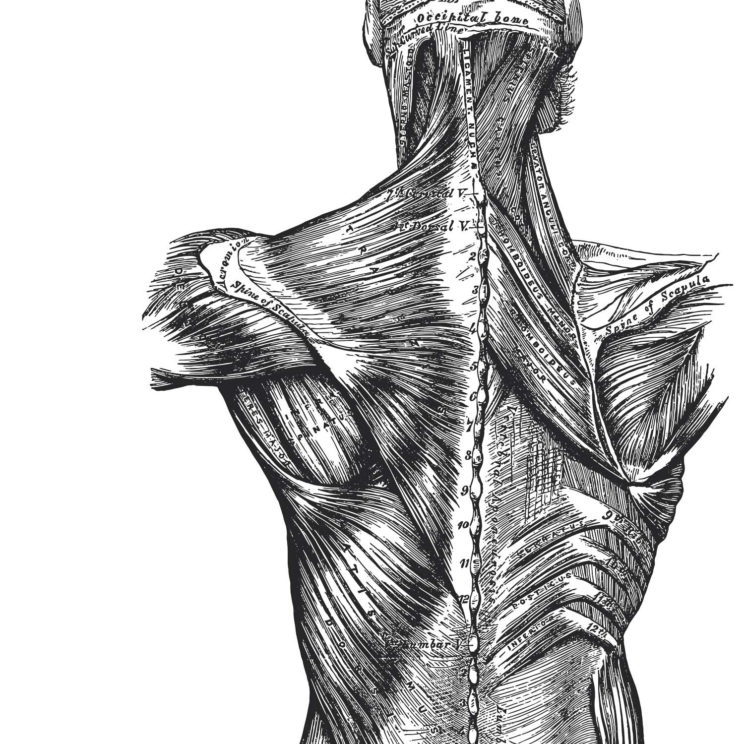 Nacnic Human Anatomy Print, Back, 42L x 7W cm - Image 2