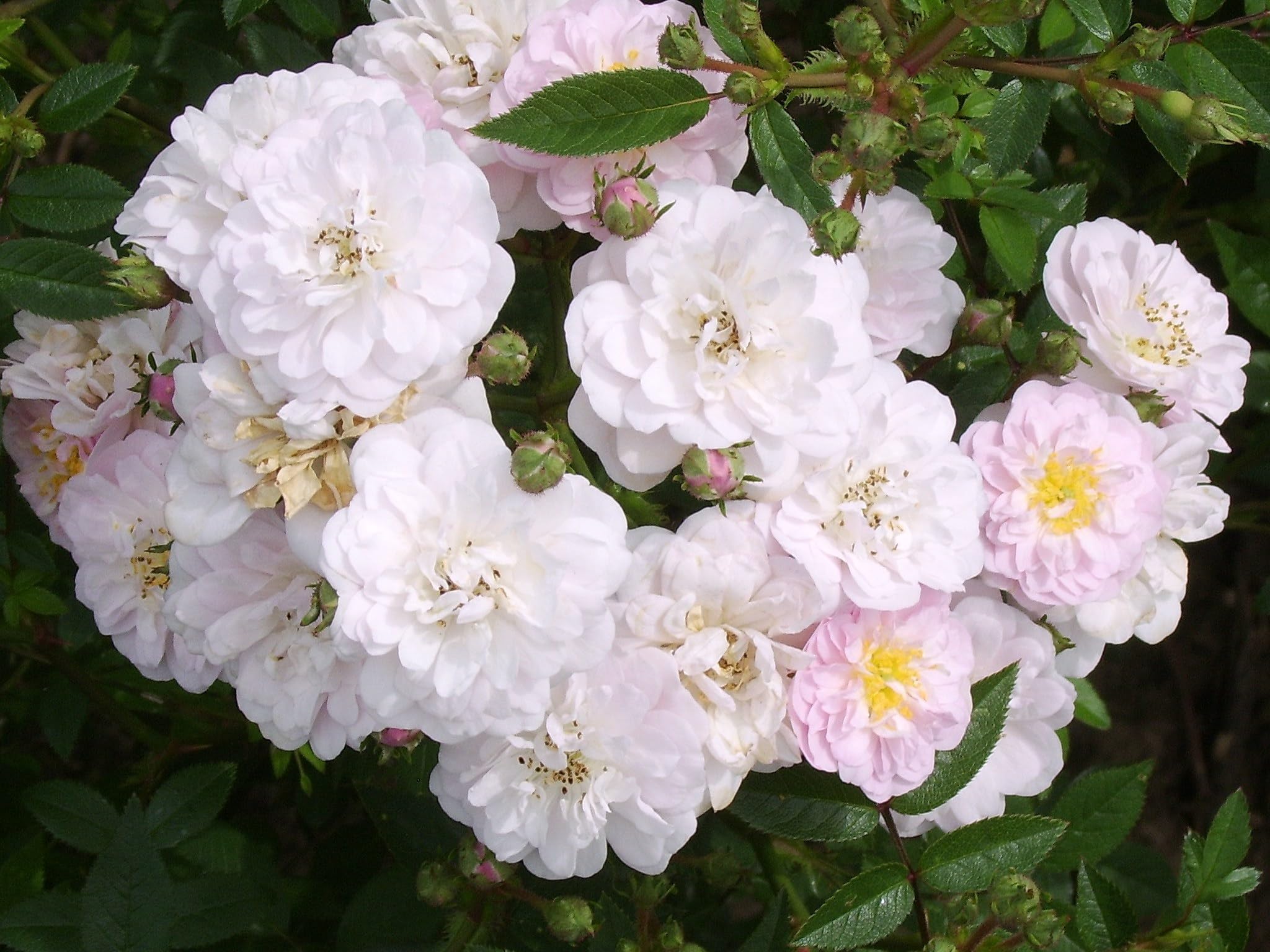 Little Rambler - Light Pink Rambling Rose - 4L Potted