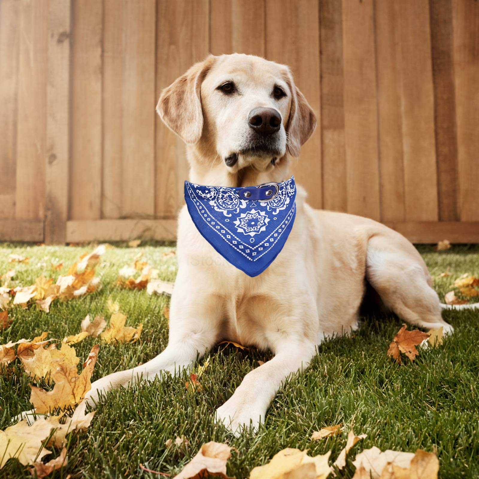 Hundehalsband Bandanas – 4 Stück, Verstellbar | Für Kleine & Mittlere Hunde | PU-Leder, Waschbar