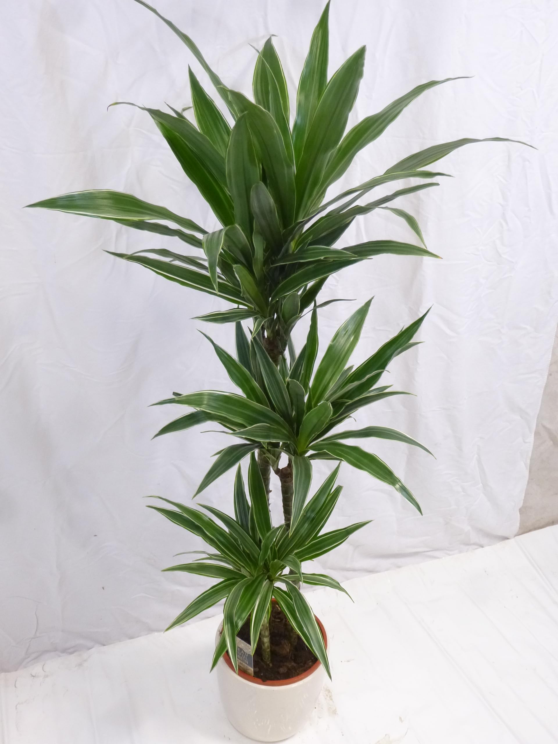 Palmenlager] - XL Dracaena de Warneckii 145 cm - 3er Tuff - Drachenbaum  warneckei - // Zimmerpflanze : Amazon.de: Garten