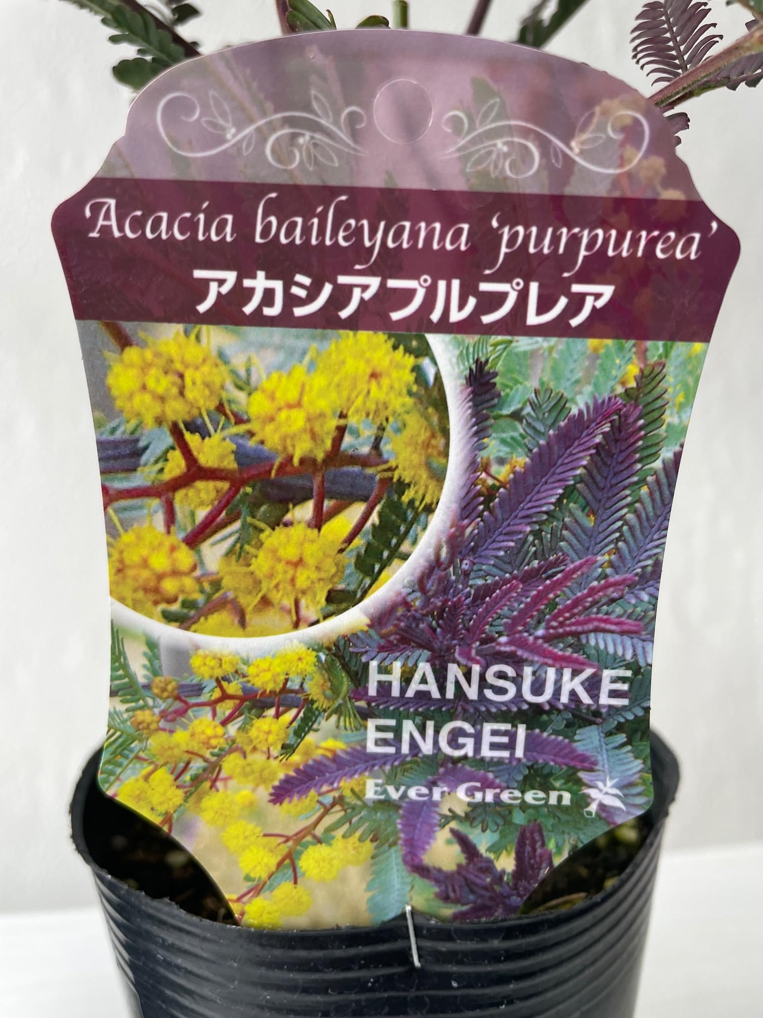 アカシアプルプレア　/296 アカシアプルプレア/296