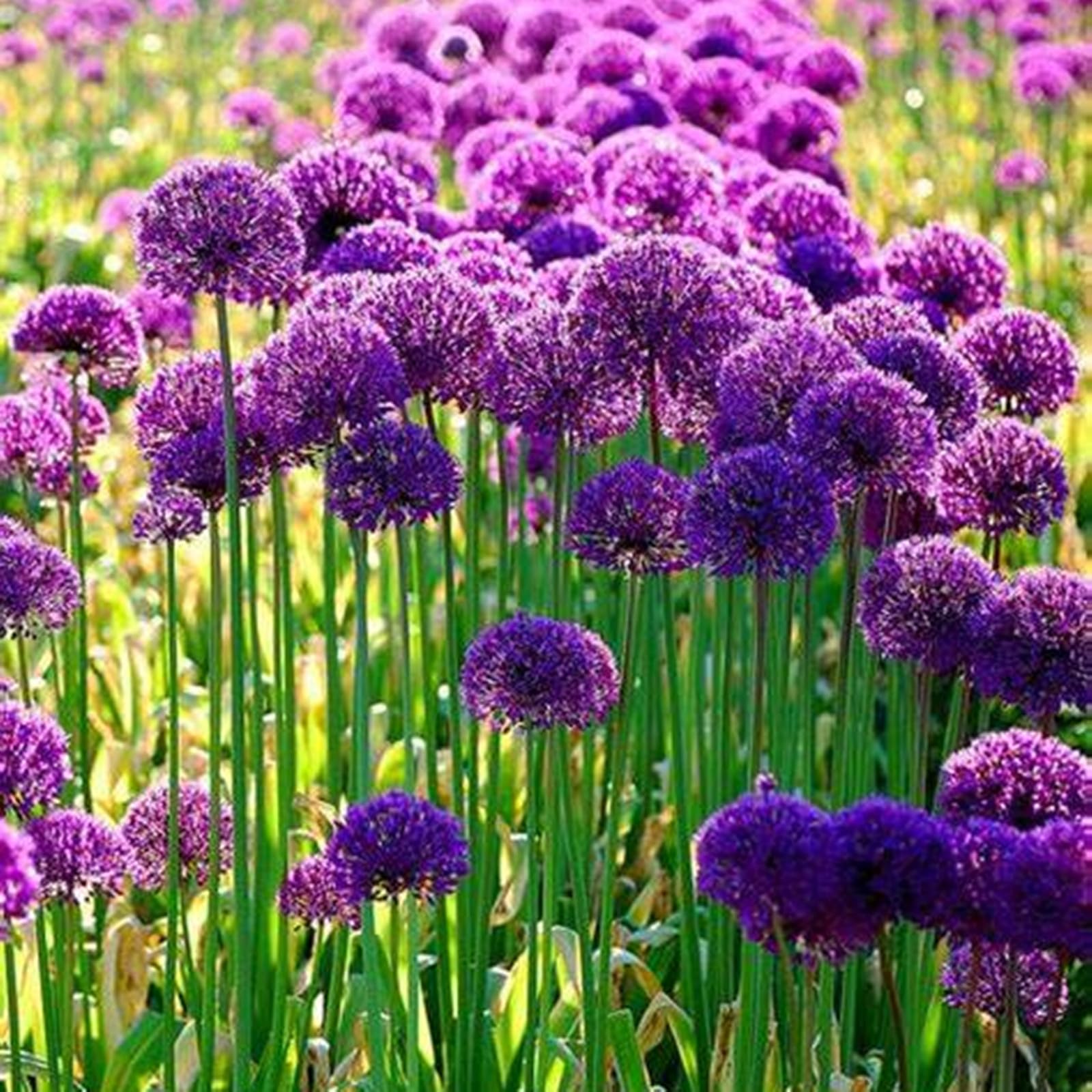 Blumenzwiebeln Mehrjährig Winterhart Lilien-Zwiebeln Mix (5 Stück) - Winterhart, Stark Duftend, Bienenfreundlich Allium Zwiebeln Winterhart Mehrjährig