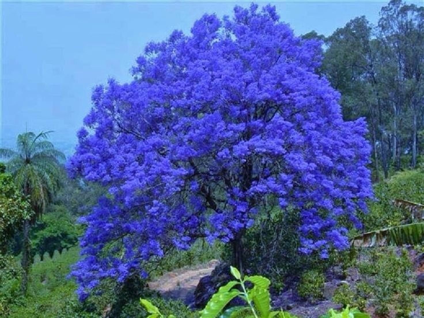 Mall~Kerala : 25 Seeds of Beautiful Blue Jacaranda Neeli Gulmohur Jacaranda Mimosifolia Tree for Growing (B0778QZLV4) Amazon Price History, Amazon Price Tracker