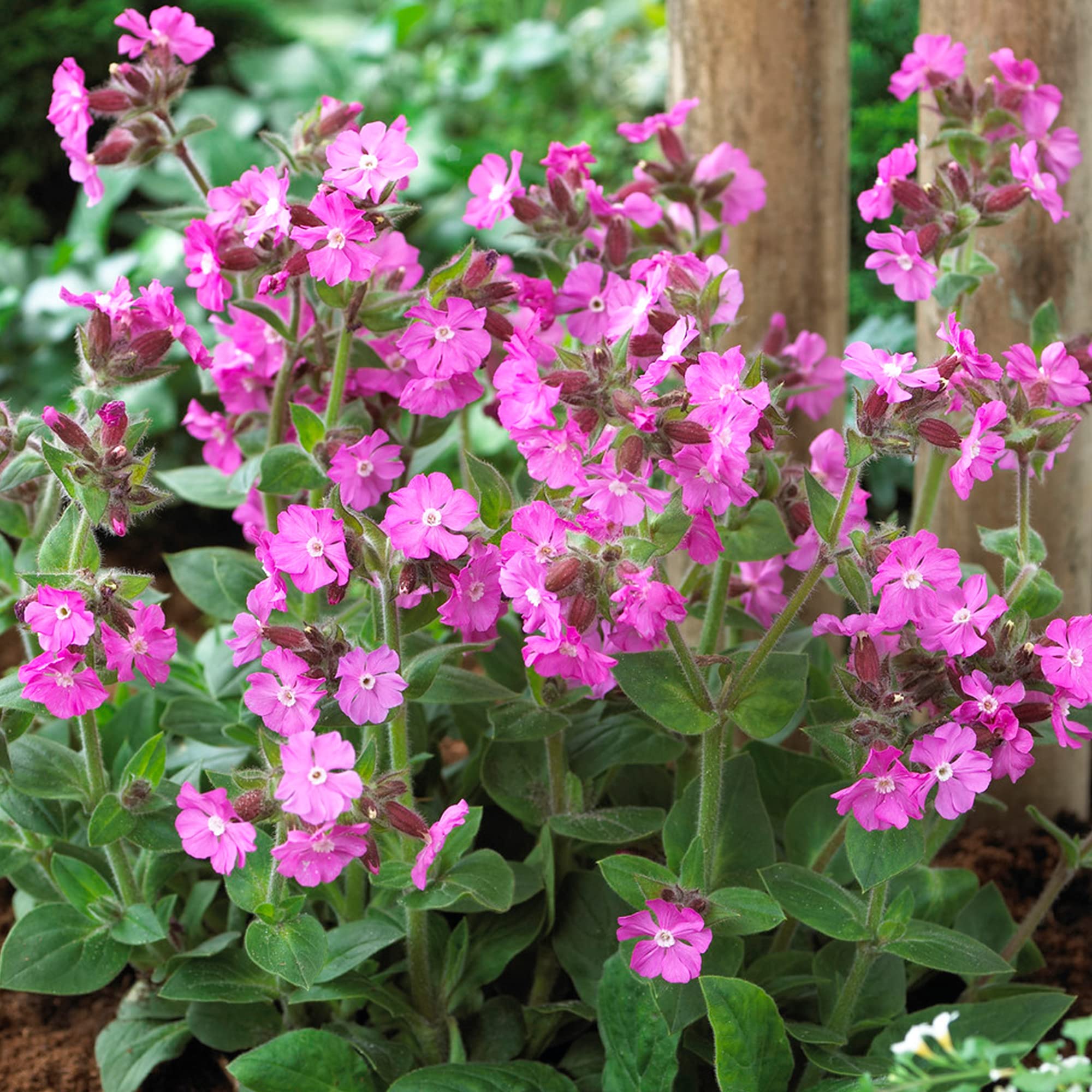 Silene Rollies Favourite | Semi Evergreen Perennial | Outdoor Potted Plant (30-40cm Incl. Pot)
