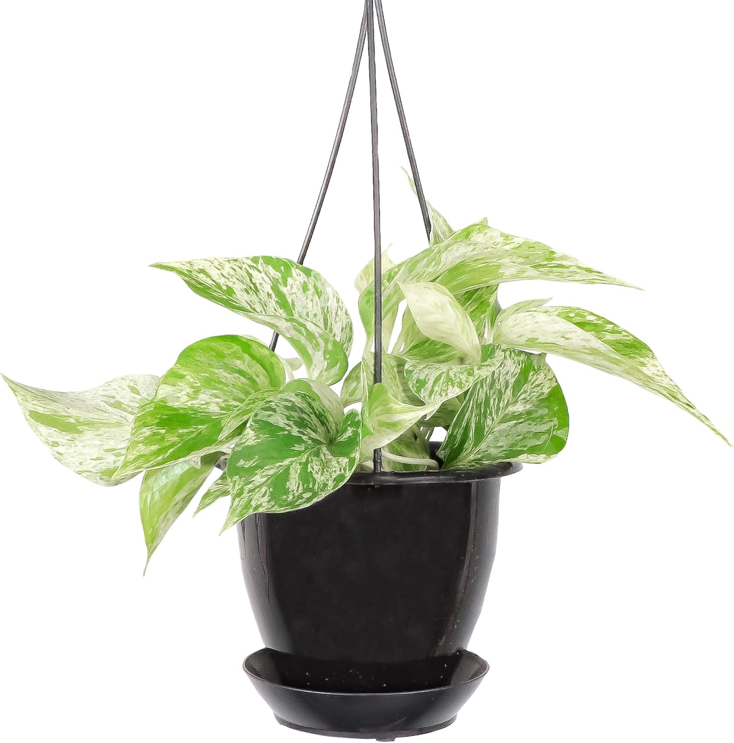 Thorsen's Greenhouse Marble Queen Pothos, Live Indoor Plant, Easy to Grow, Rare Variegated Houseplant, Natural Air Purifier, 4-inch Diameter Pot (Black - Hanging)