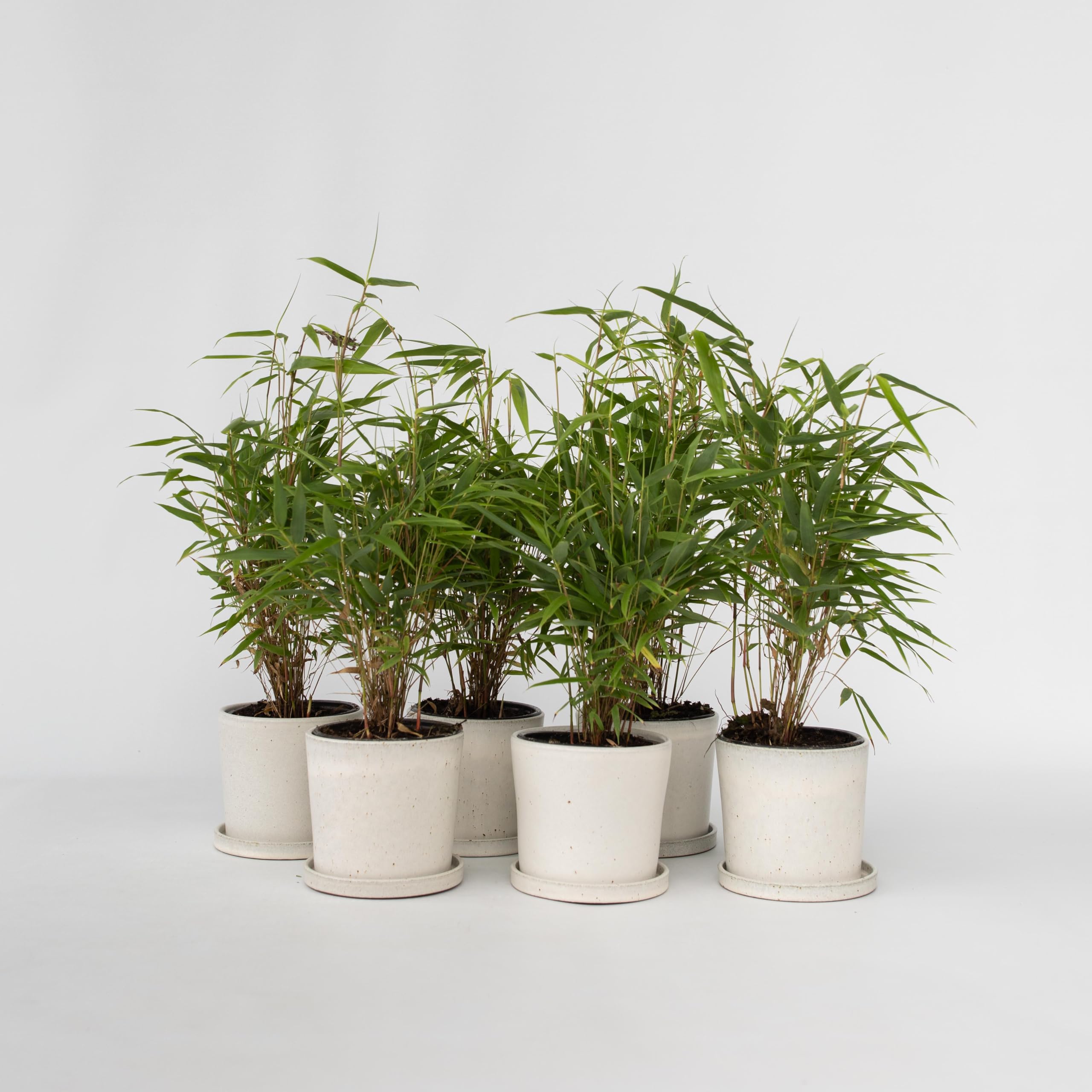 Plant in a Box - Fargesia Rufa Bamboo - Set di 6 - Non strisciante - Vaso 13cm - Altezza 25-40cm