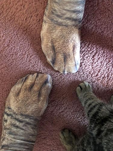 Miniatura 3 de Calcetines de pata de animales, calcetines divertidos para mujer, calcetines divertidos para hombres, regalos de broma para adultos