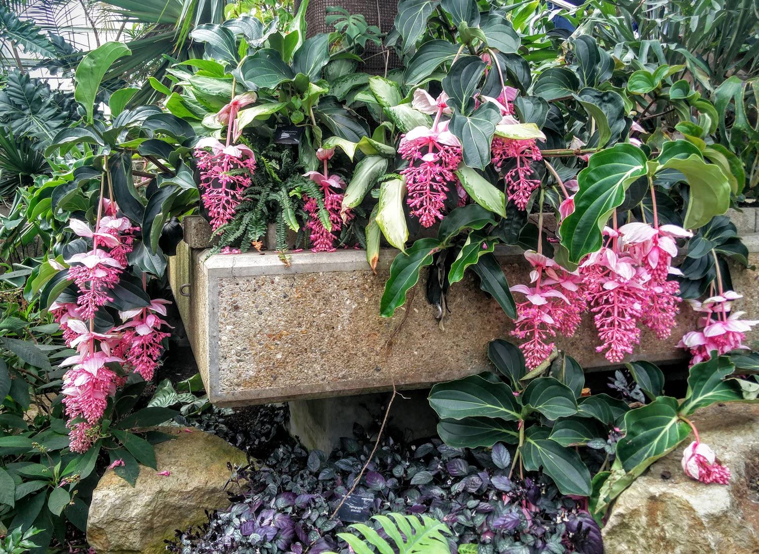 Nursery Live Rare Medinilla magnifica Pink Medinilla Flower 1 Healthy Live Plant (B0BS5WQ2PC) Amazon Price History, Amazon Price Tracker