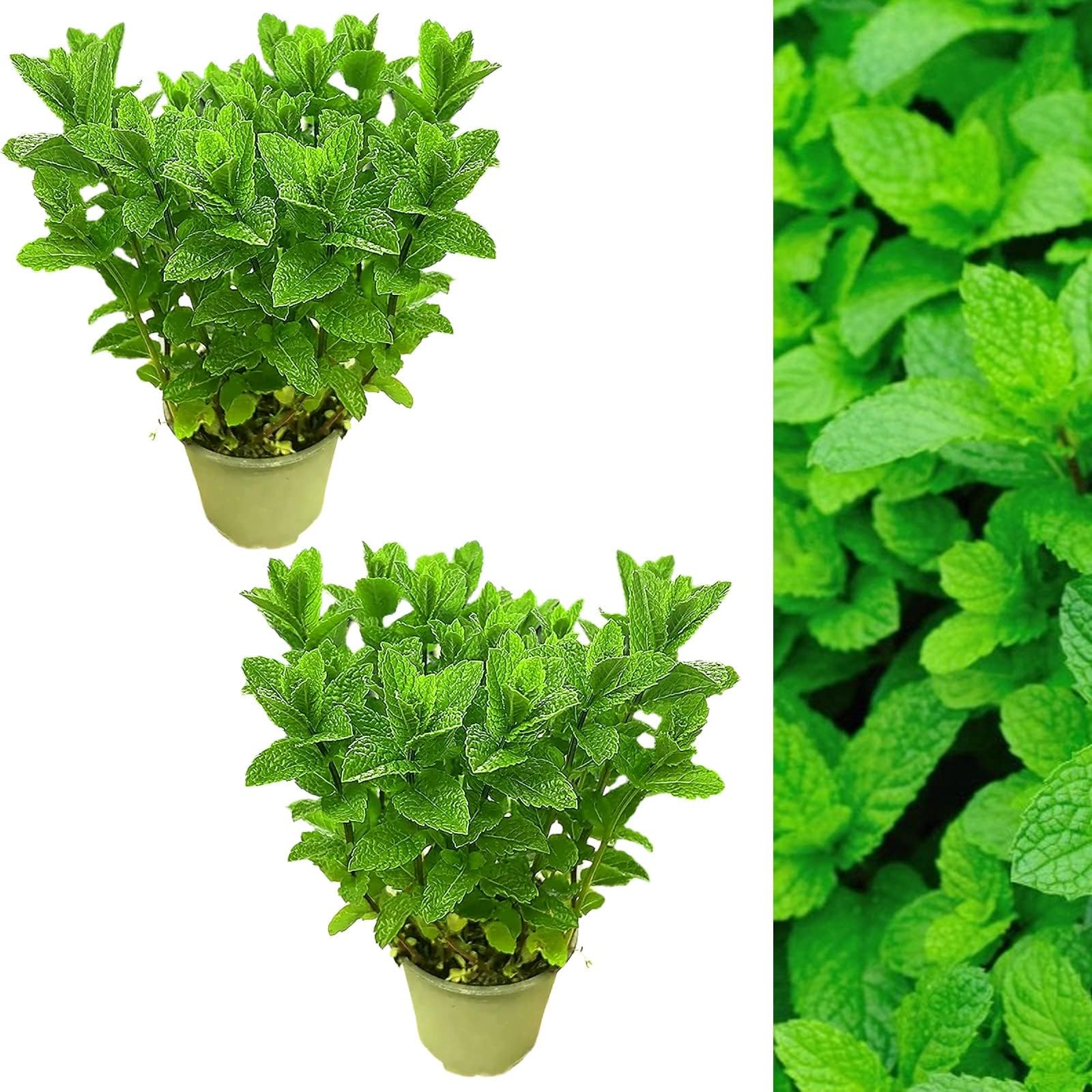 – 2 x Large Mint Herb Plant in a 14cm Pot - Upright and Bushy Plant