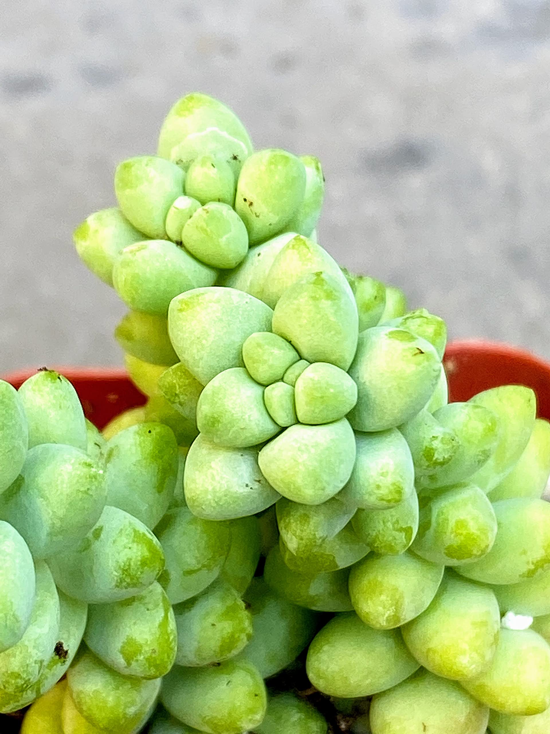 Amazon.com : Live Sedum Morganianum, Burrito 'Burro's Tail, Donkey Tail'  Succulent Plants in 2" Pot : Patio, Lawn & Garden