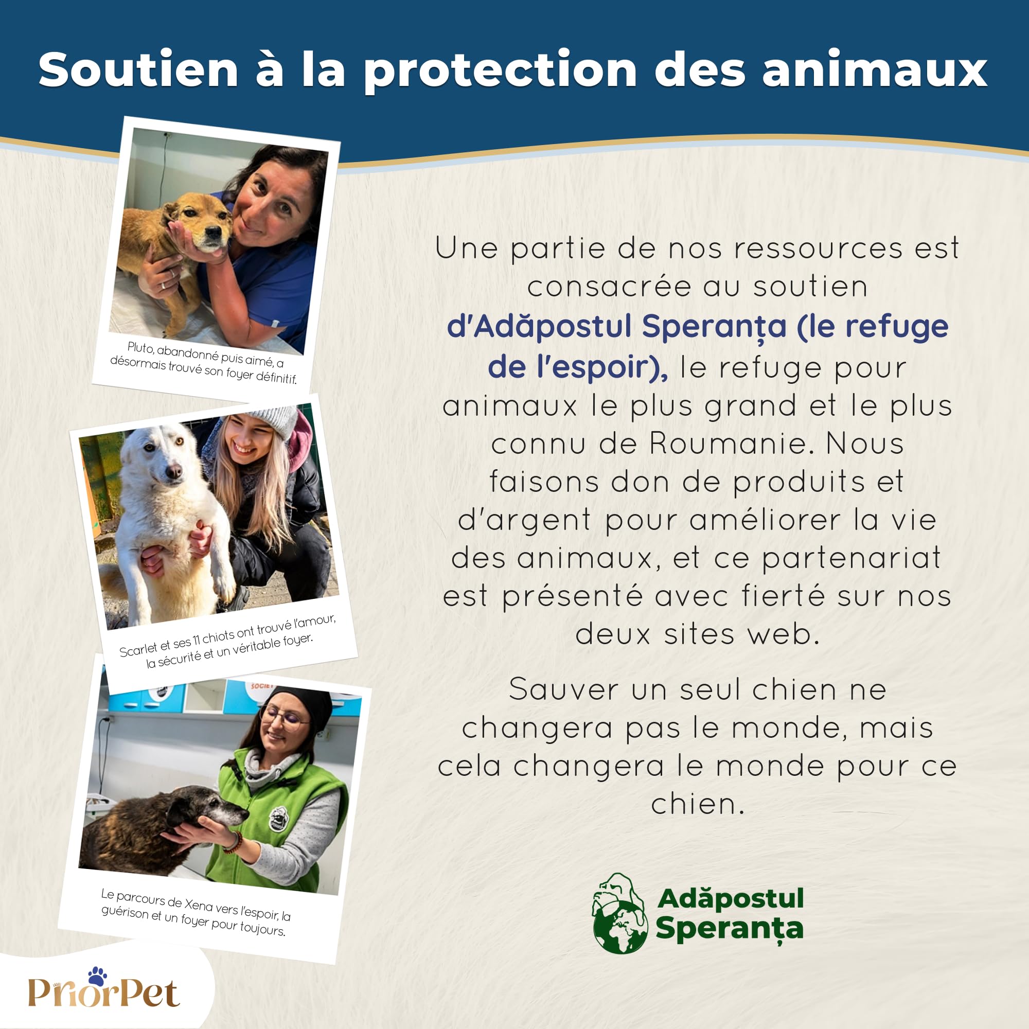 Rampe pour Chien de Petite ou Grande Taille - Surface antidérapante - Rampe Pliable et Réglable de 18 à 53 cm - pour lit et Canapé - La Plateforme se connecte Parfaitement - Bois de Bouleau - Naturel