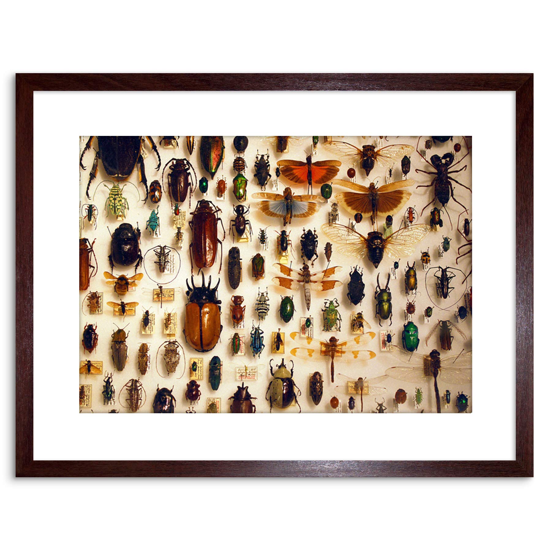 Wee Blue Coo NATURE PHOTO TAXIDERMY VARIED INSECT CABINET FRAMED ART PRINT POSTER F97X11983