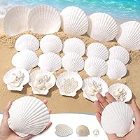 Vista 11 de JSPYFITS 12 conchas de vieira naturales grandes, de 4 a 5 pulgadas, carcasa grande para manualidades, pintura, horneado y decoración de boda