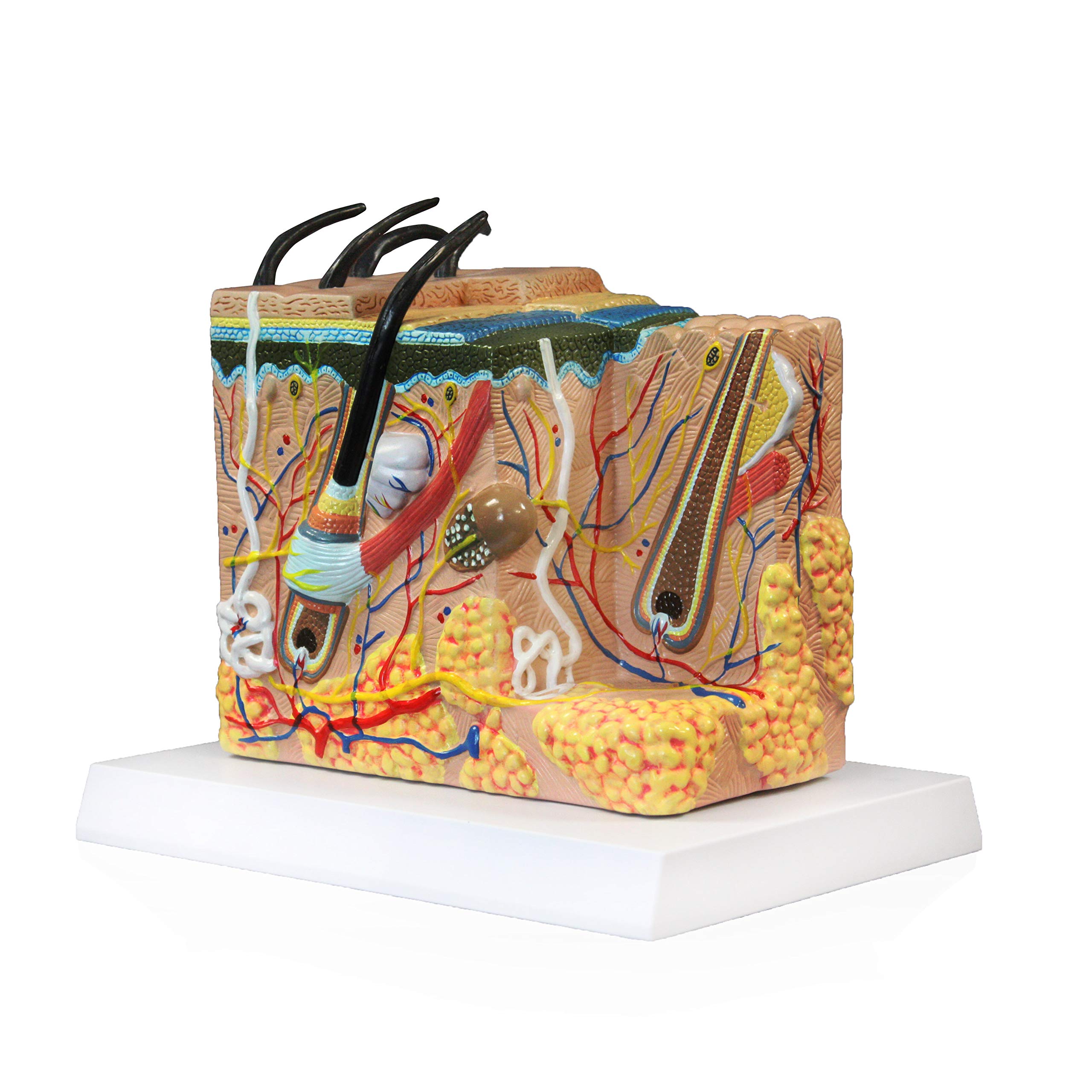 Vision ScientificVAK425 Human Skin Model