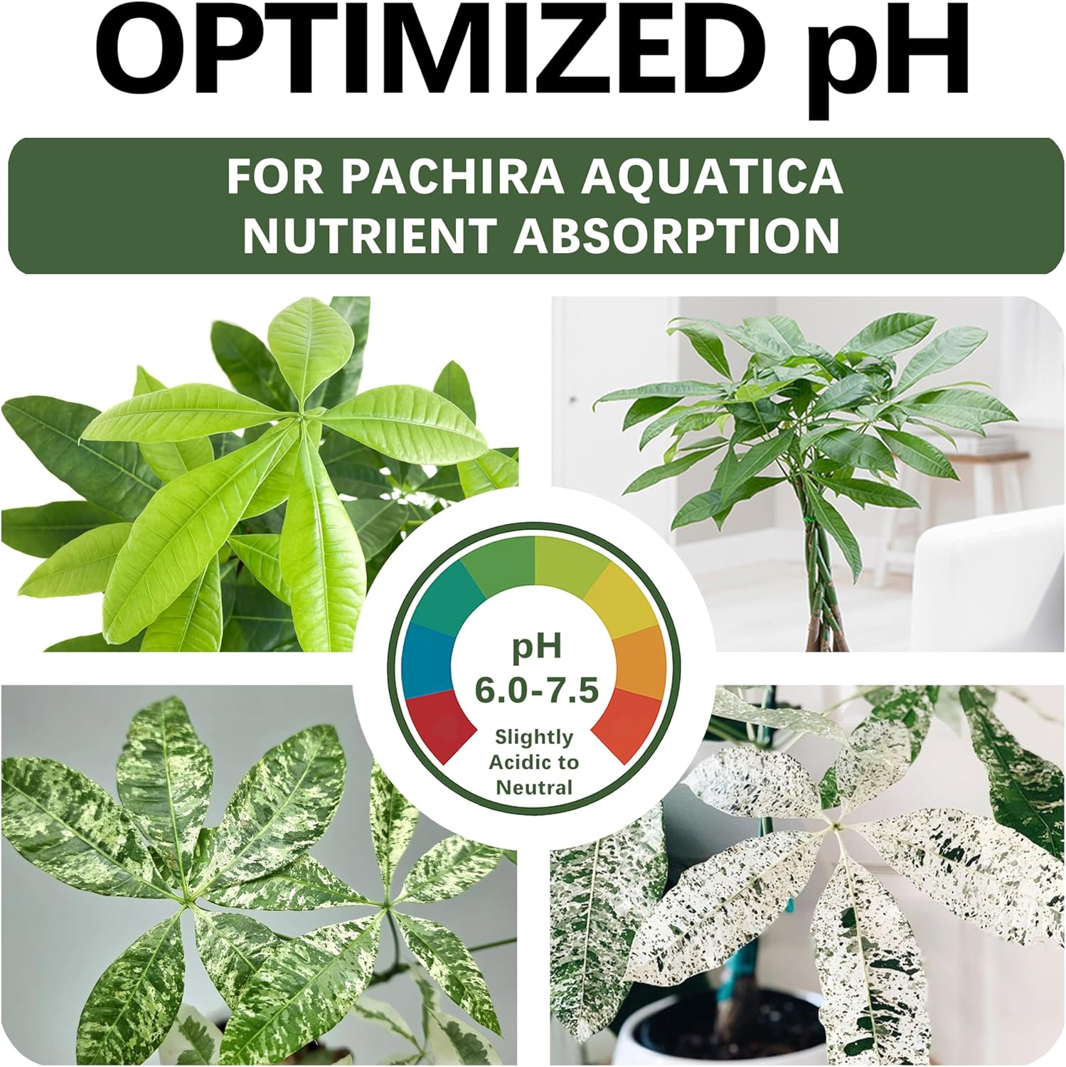 Premium Money Tree Soil – Organic, Nutrient-Rich, Optimal-Draining Potting Mix for Pachira Aquatica – Supports Strong Roots, Balanced Moisture & Lush Foliage – Ready to Use (8 QTS)