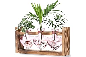 Lifecapido Heart Shape Vase: A Romantic Haven for Plant Propagation