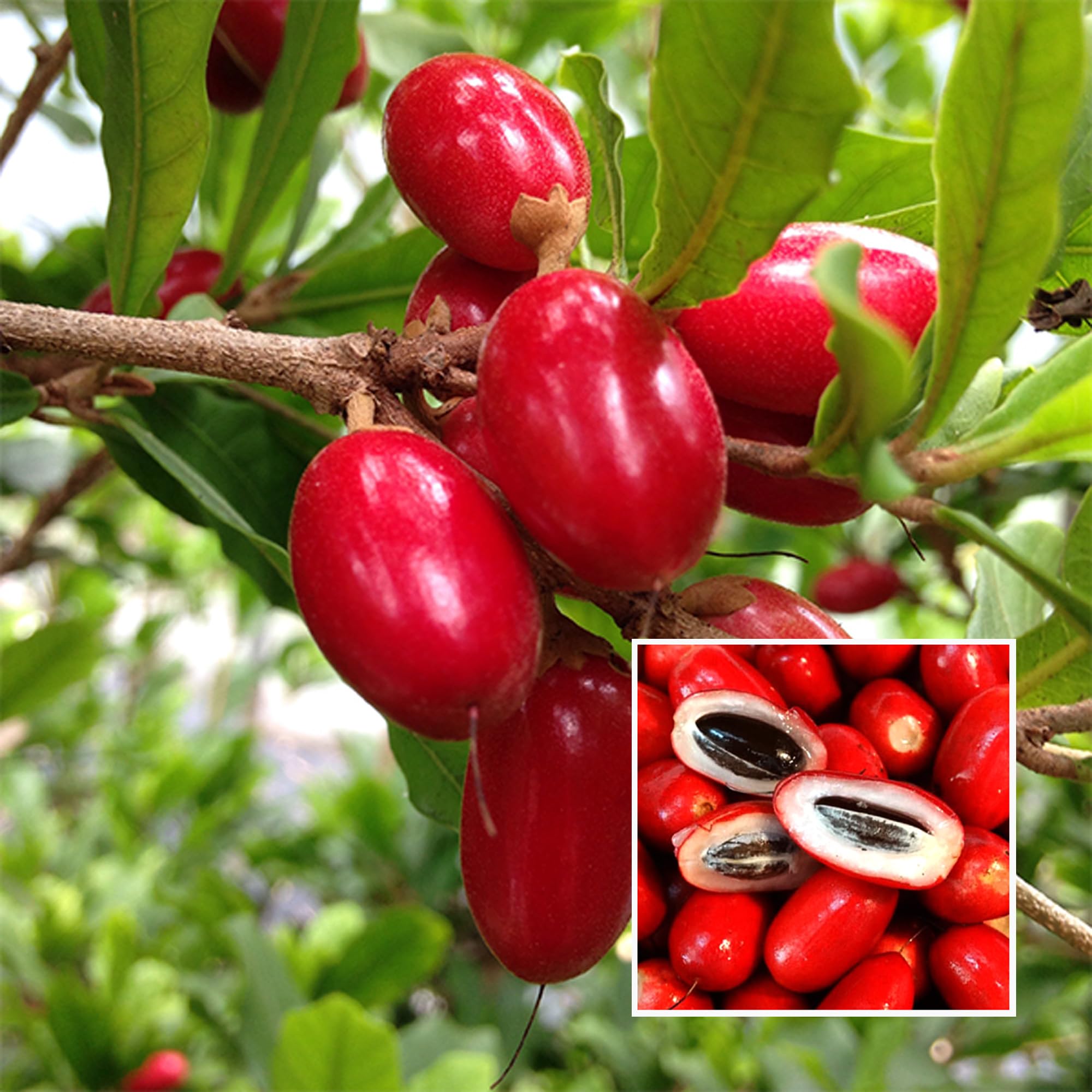 TAPOBON Miracle Fruit Layering/Grafted Fruit Live Plant (1-2 Feet Height) (B0CM179VNZ) Amazon Price History, Amazon Price Tracker