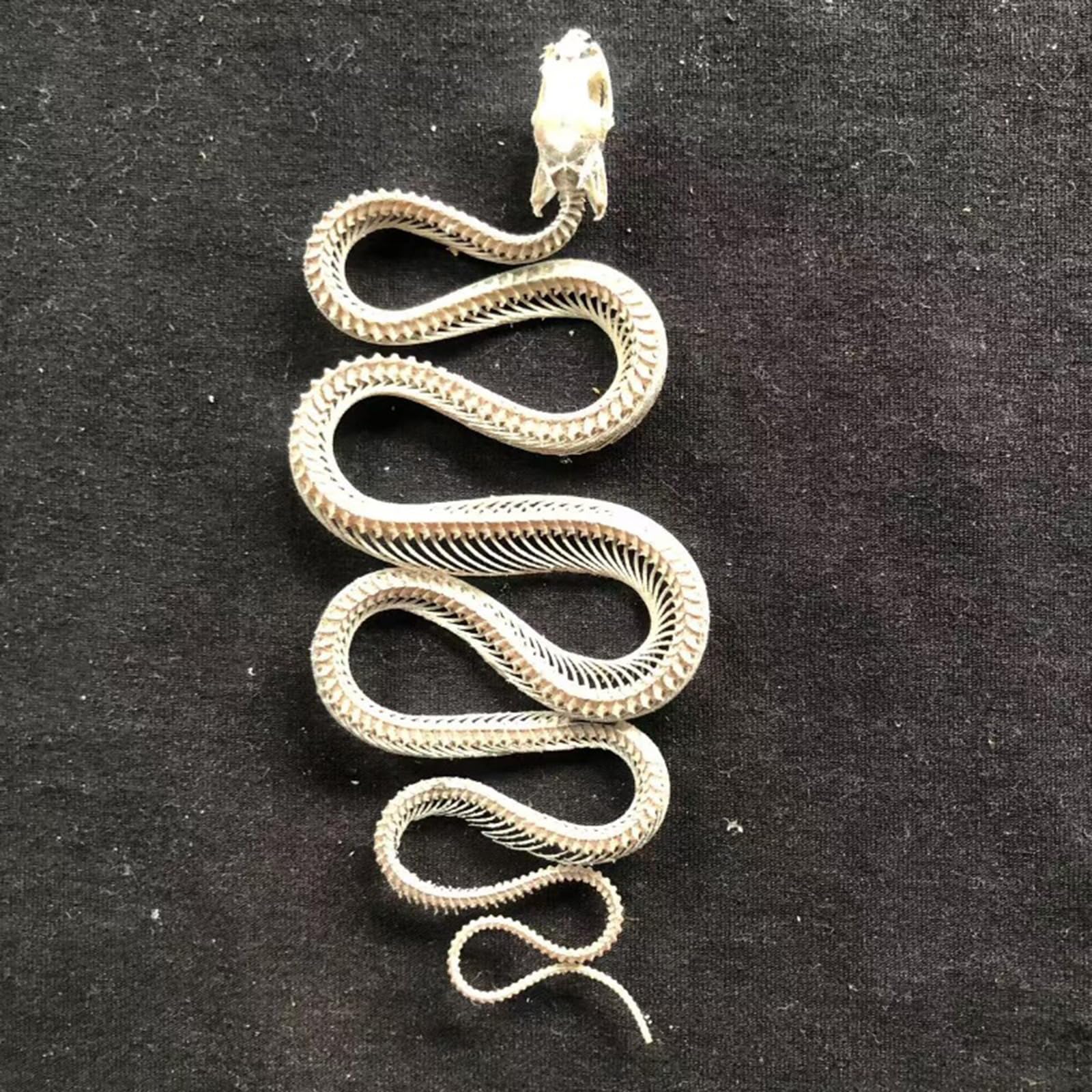 Modello di Scheletro di Serpente - tassidermia Vero Esemplare di Scheletro di Serpente - Forniture per tassidermia per l'educazione scientifica, Regali di Natale, Regalo Speciale
