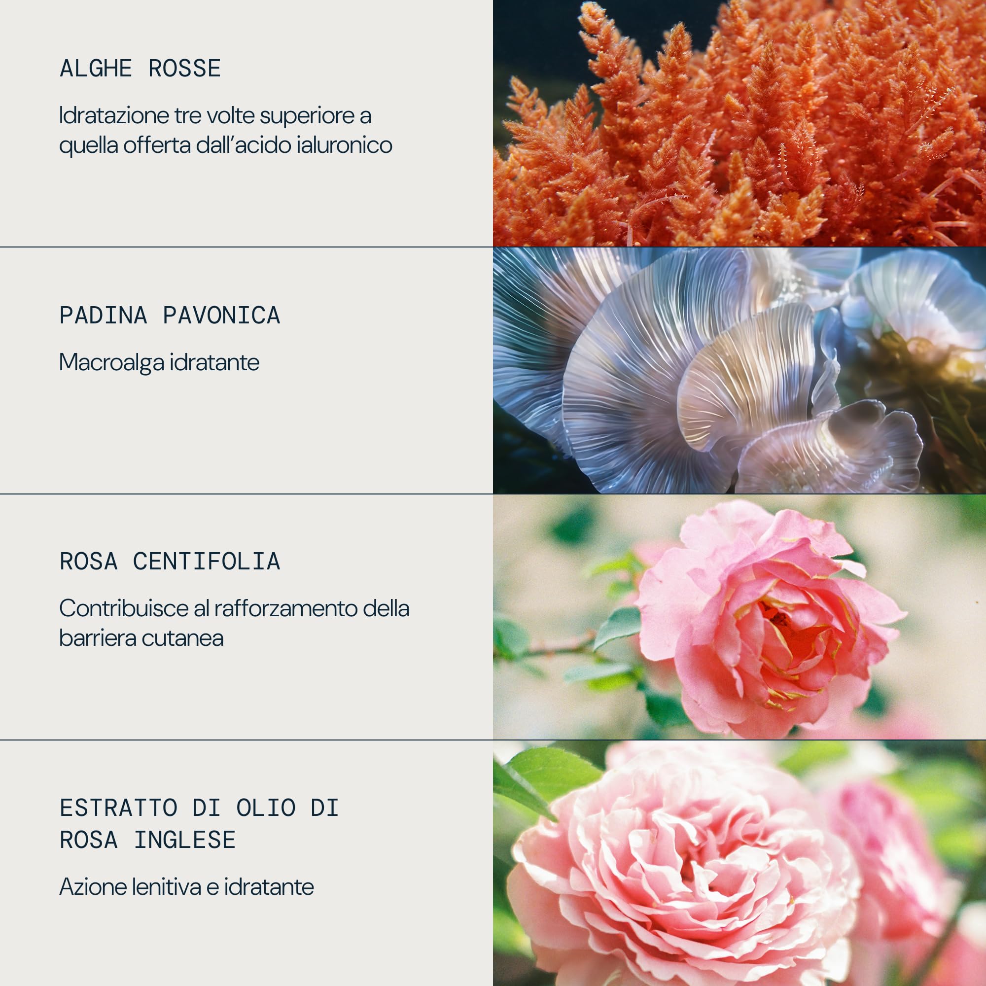 ELEMIS Pro-Collagen Rose Micro Serum 30ml, Clinicamente Testato - Siero Viso Idratante con Estratto di Rosa, Siero Anti Età per una Pelle Rimpolpata, Luminosa e Intensamente Idratata