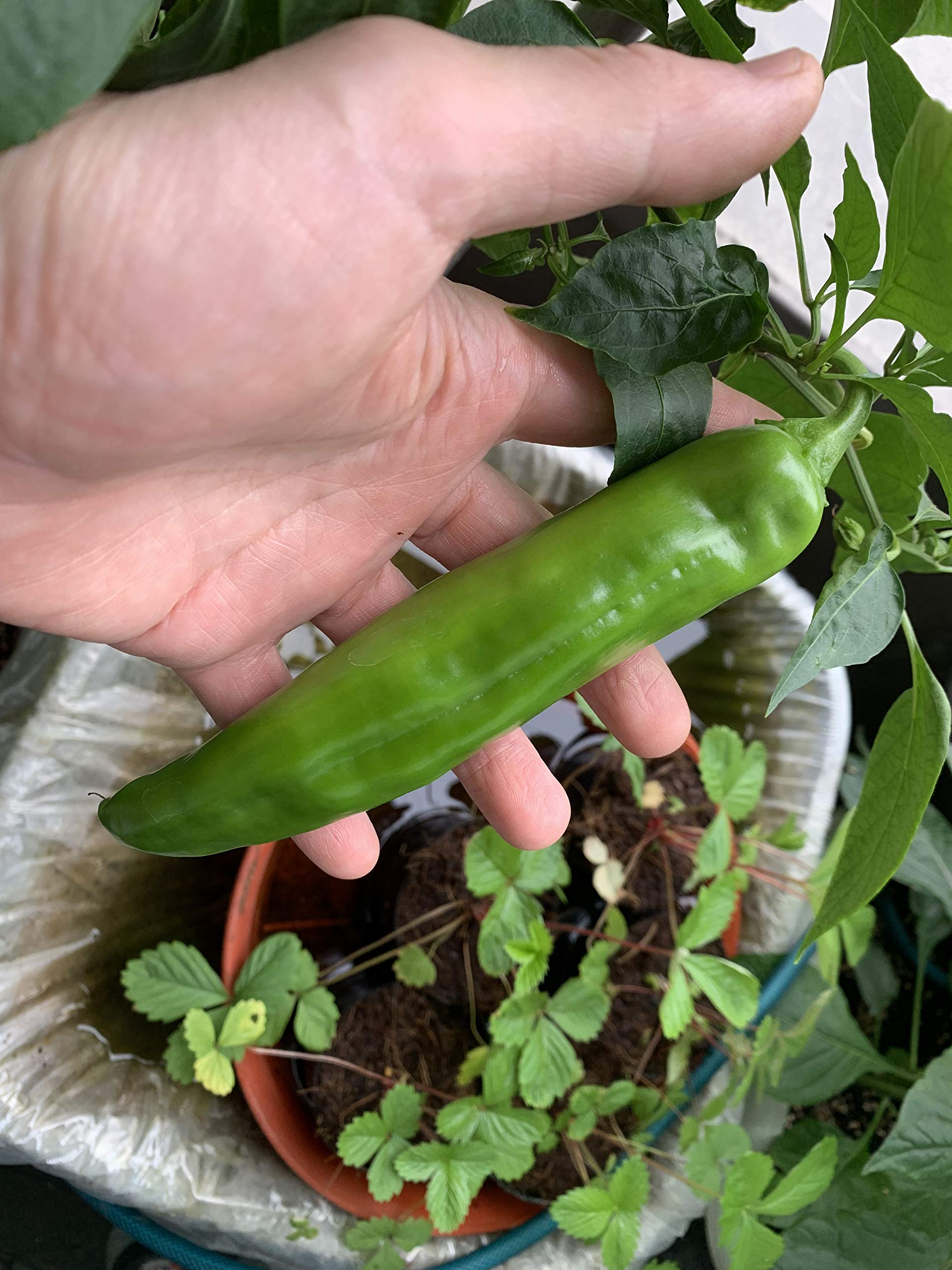 Amazon.co.jp: 植物種子 超巨大唐辛子 種 6粒 : DIY・工具・ガーデン