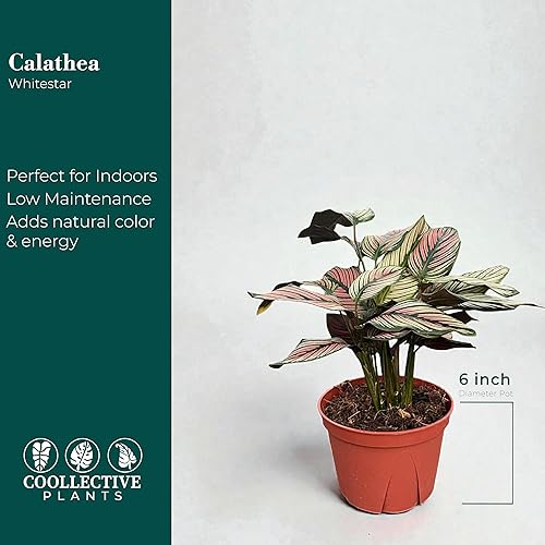 Miniatura 6 de Calathea Whitestar - Planta viva en una maceta de cultivo de 6 pulgadas, viva en interiores, fácil de cultivar, fácil de cuidar y de bajo
