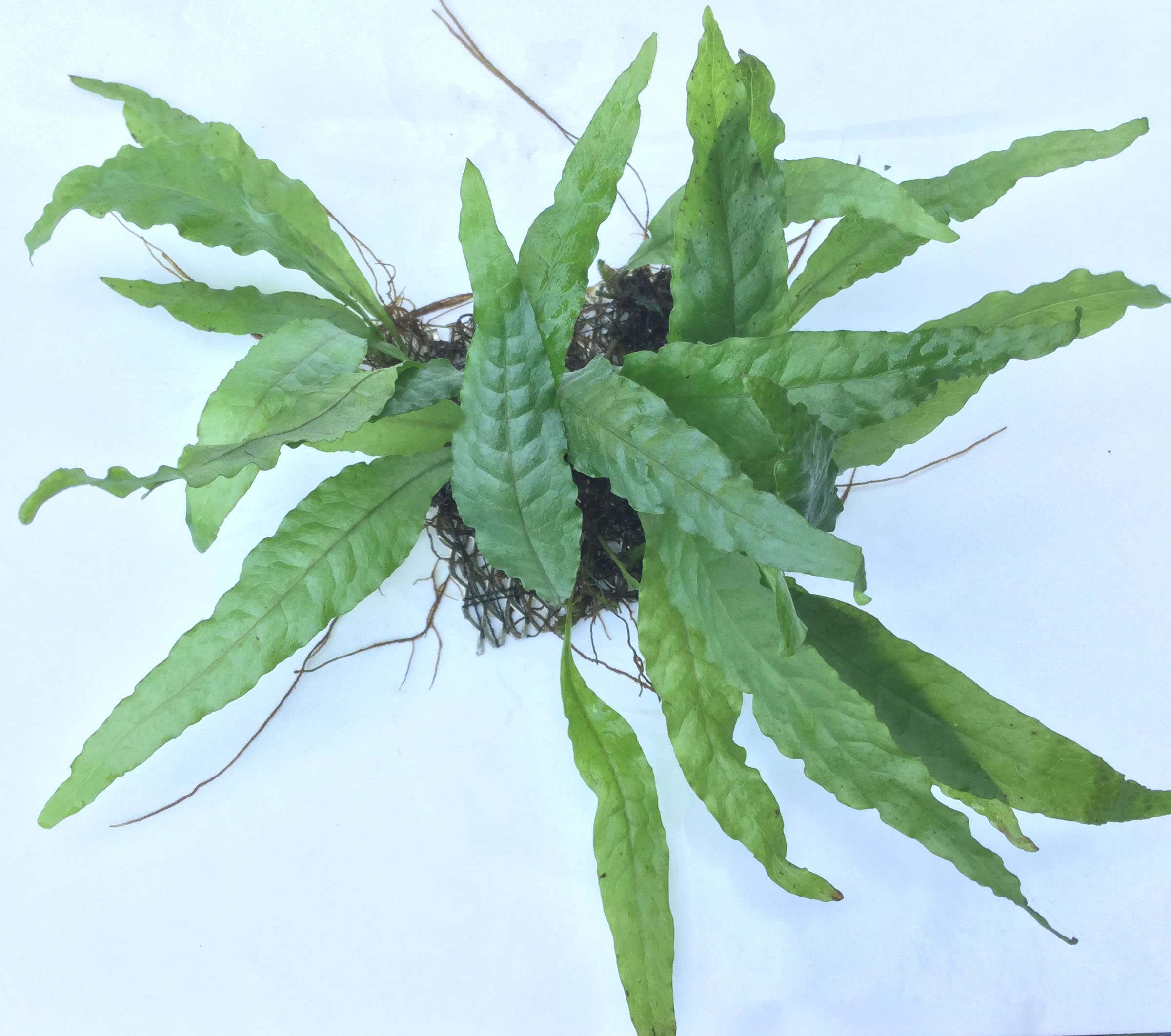 Maalavya Live Aquarium Aquatic Plant Java Fern Plant in a Stainless Steel (2.5 * 2.5 SS Pad) (B0BXLRN434) Amazon Price History, Amazon Price Tracker