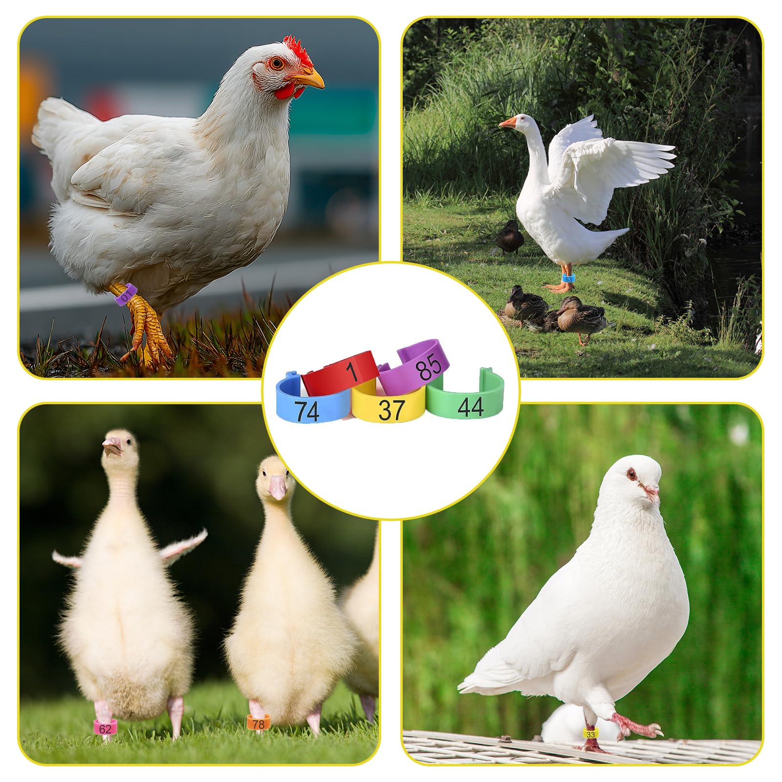 100 Bagues Poules Colorées Avec Numéros - Anneaux De Pattes Clipables Pour Volailles (poules, Canards, Oies) - 5