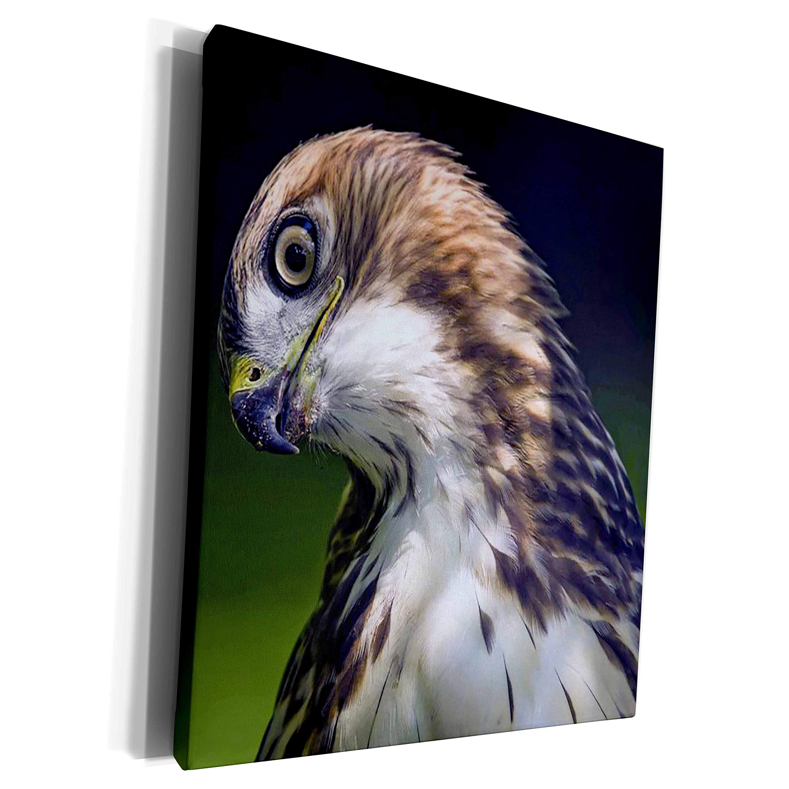 3dRose Close up photograph of a curious coopers hawk... - Museum Grade Canvas Wrap (cw_292993_1)