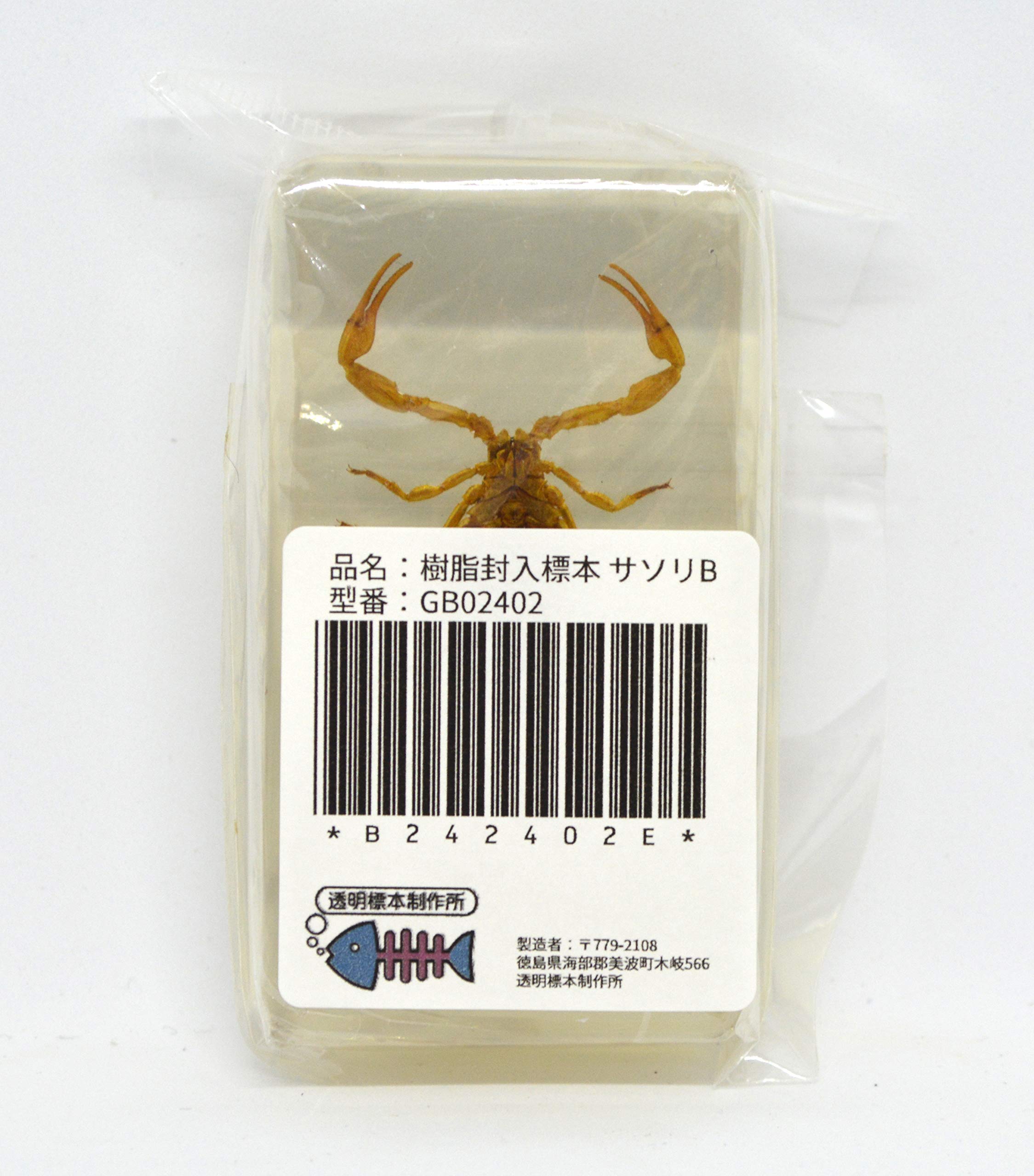 サソリ 標本 木製フレーム サソリ 標本 木製フレーム