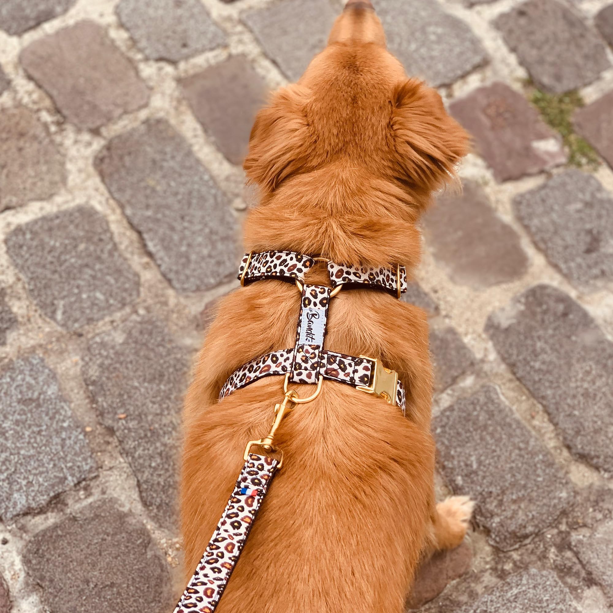 Bandit - Arnés para perro con diseño de leopardo elegante, talla XS | Circunferencia del cuello: 23-30 cm, pecho 29-34 cm, hebillas de latón, nailon, ajustable, duradero y lavable a máquina