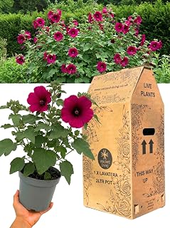 Lavatera Burgundy Wine Plant in 2Ltr Pot – Hardy Perennial Flowering Shrub for Gardens, Borders, Patio – Fast Growing, Low Maintenance, Bee Friendly Tree Mallow, Summer Flowering, UK Grown