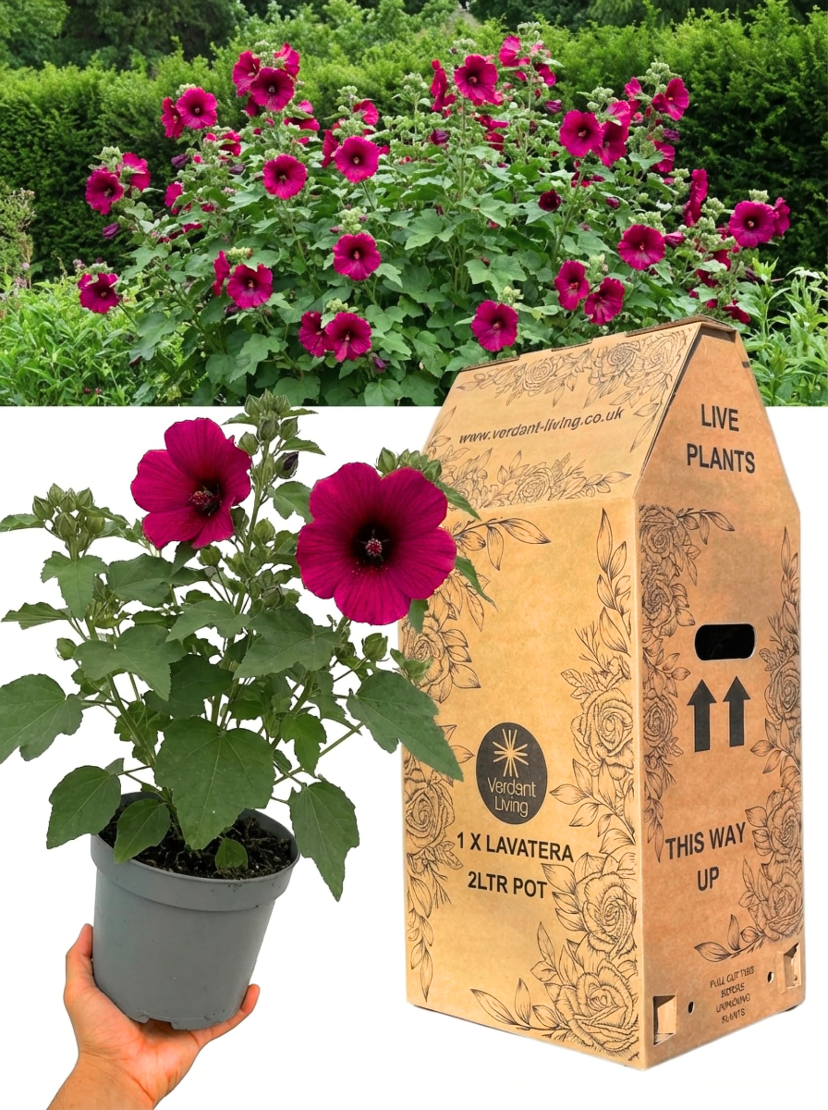 Lavatera Burgundy Wine Plant in 2Ltr Pot – Hardy Perennial Flowering Shrub for Gardens, Borders, Patio – Fast Growing, Low Maintenance, Bee Friendly Tree Mallow, Summer Flowering, UK Grown