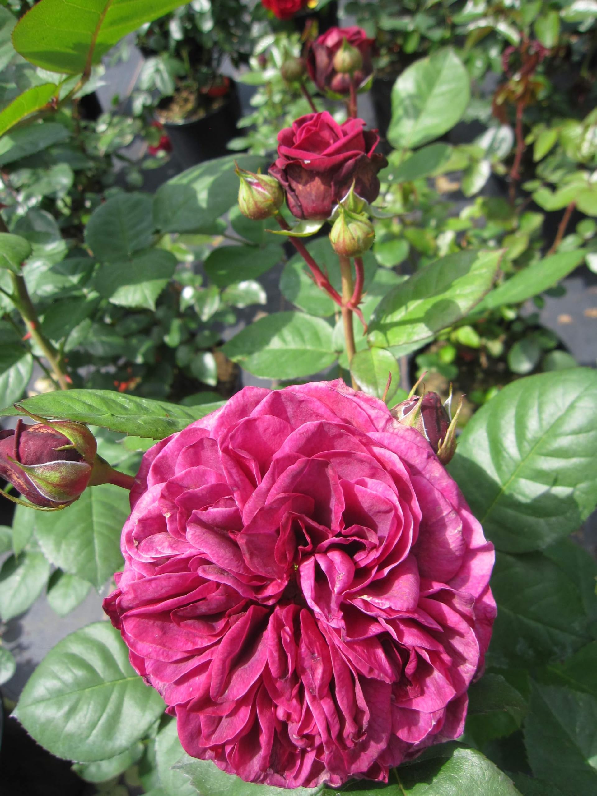 Rosa Deep Secret ® Synonym Mildred Scheel ® - Edelrose - Duft++++ - Tantau-Rose